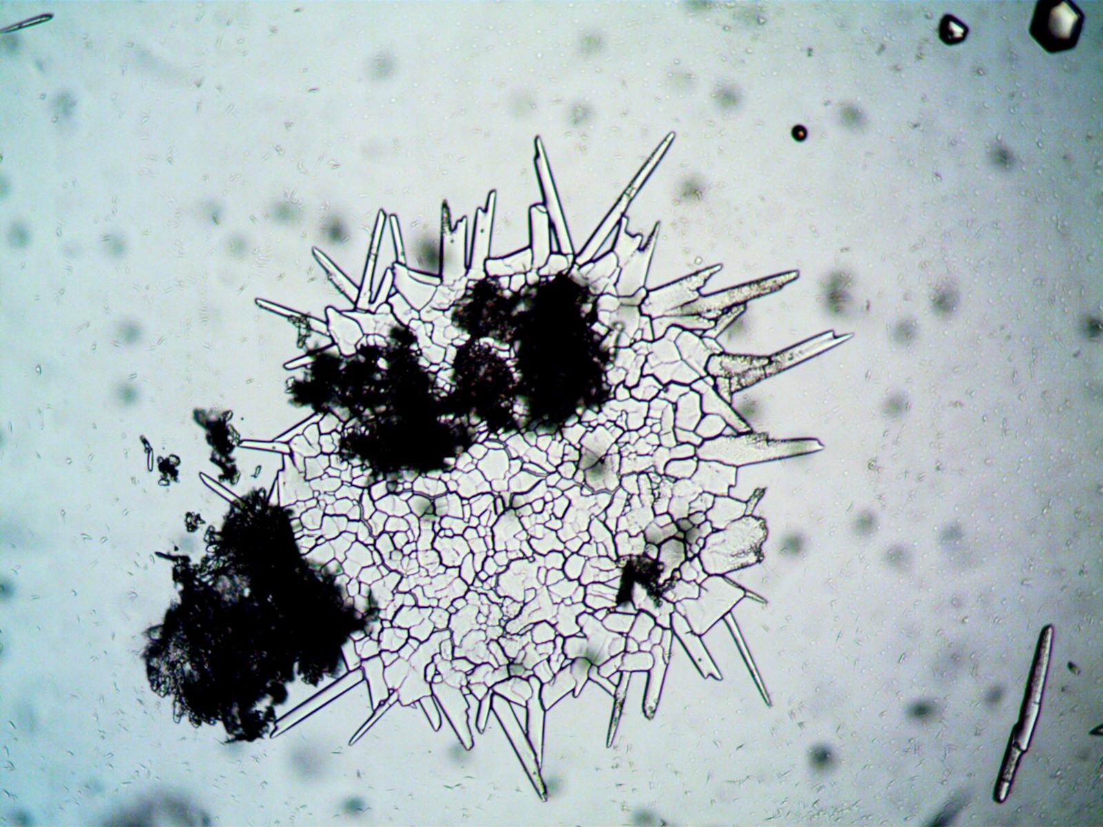 Tardigrades can survive being boiled, frozen to near absolute zero, blasted with radiation, and exposed to the vacuum of space, and they do it by drying themselves into a glass-like state where every cellular process stops and they wait, sometimes for decades, for water to come back.