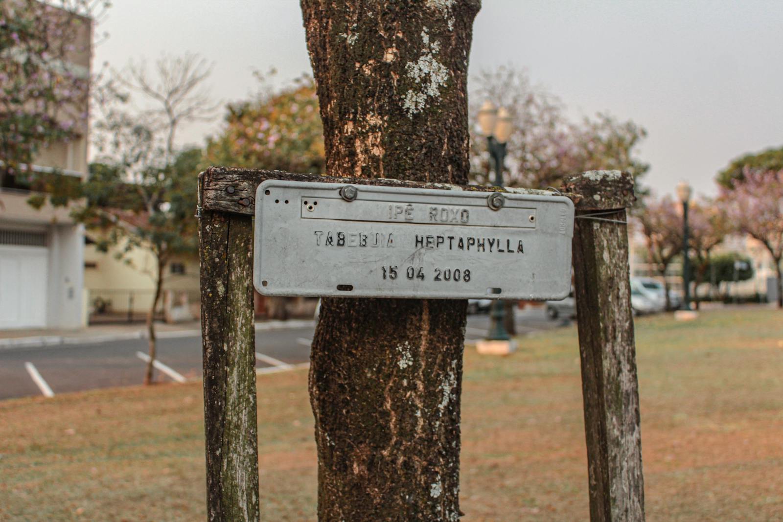 In 1971, Apollo 14 astronaut Stuart Roosa carried hundreds of tree seeds around the Moon in his personal kit, and the ordinary-looking seedlings that came home were planted in courthouses, schools and parks where many grew for decades with their flight history hidden in small plaques