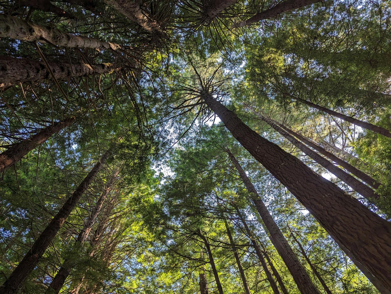 The tallest known living thing on Earth is a coastal redwood named Hyperion that stands 380 feet tall in a hidden grove in California, and its exact location is kept secret by the National Park Service because the last time tourists found a record-holding redwood they trampled its root system so badly the tree began dying.