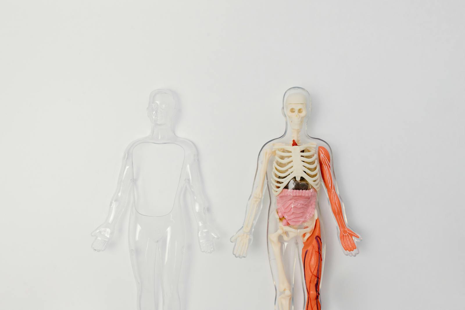 vagus nerve illustration