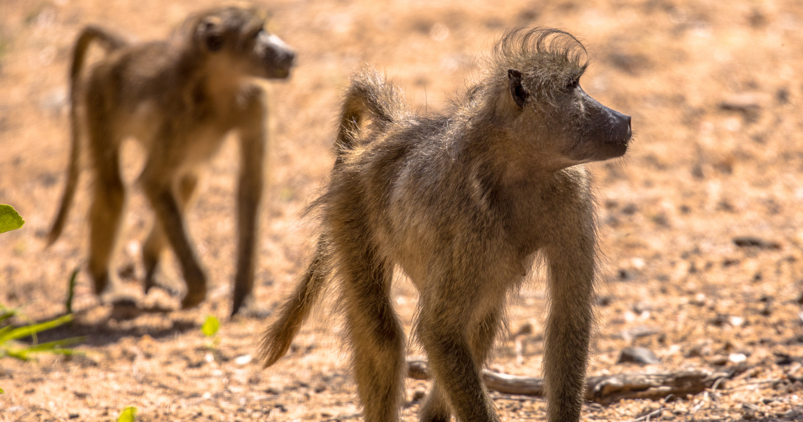 Baboons walk in single file not for safety or strategy but simply to stay close to their friends — and researchers say the pattern it produces serves no purpose at all