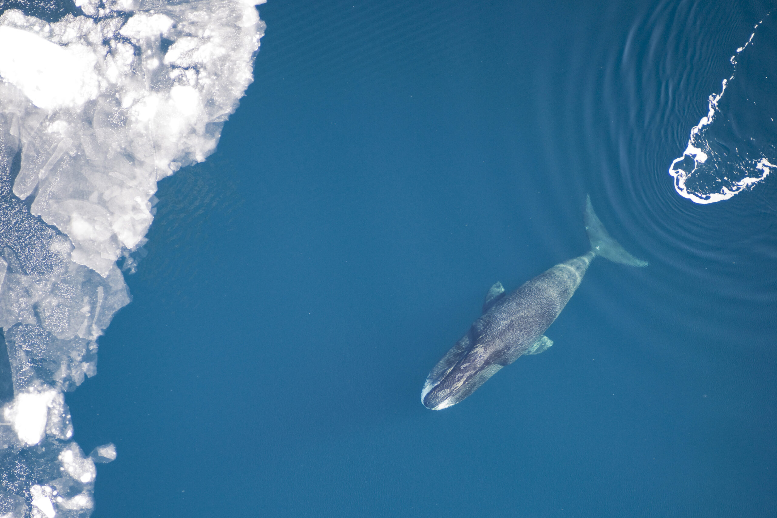 A 49-foot bowhead whale killed by Iñupiat hunters in May 2007 was found to have been carrying a Victorian-era harpoon in its shoulder for approximately 120 years, evidence that the whale was at least 115 years old at the time of its death, because bowhead whales are the longest-lived mammals on Earth, with peer-reviewed lifespan estimates exceeding 200 years
