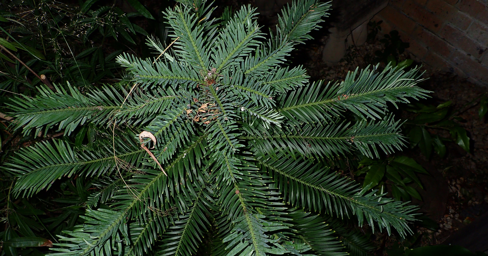 In 1994, a park ranger rappelling into a sandstone canyon 150 kilometres from Sydney found a living stand of trees known until then only from 90-million-year-old fossils and presumed long extinct, and fewer than 100 wild Wollemi pines still exist in a grove whose coordinates the Australian government keeps classified.