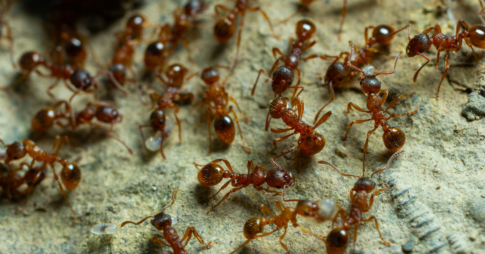 There are about 20 quadrillion ants alive on Earth at any moment — enough that their combined biomass outweighs every wild bird and mammal on the planet combined, even though the often-repeated claim that ant biomass equals human biomass has been overturned by recent research
