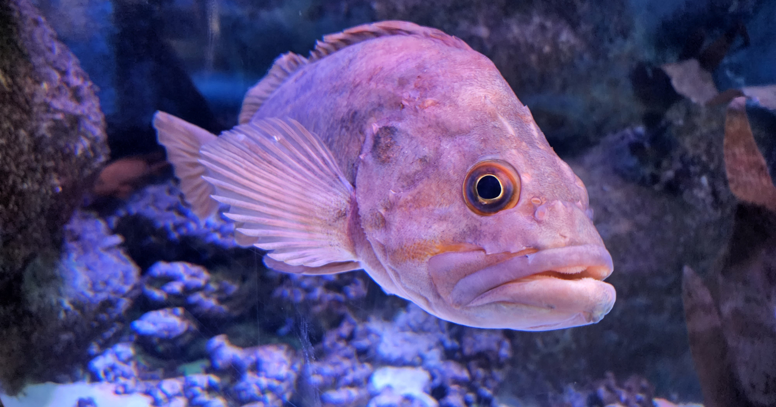 There is a fish that can live more than a hundred years — the rougheye rockfish, which inhabits the deep waters of the North Pacific — and the slow rate at which it grows, breeds, and ages means that some of the individuals being caught by fishermen today were already swimming the same waters during the American Civil War