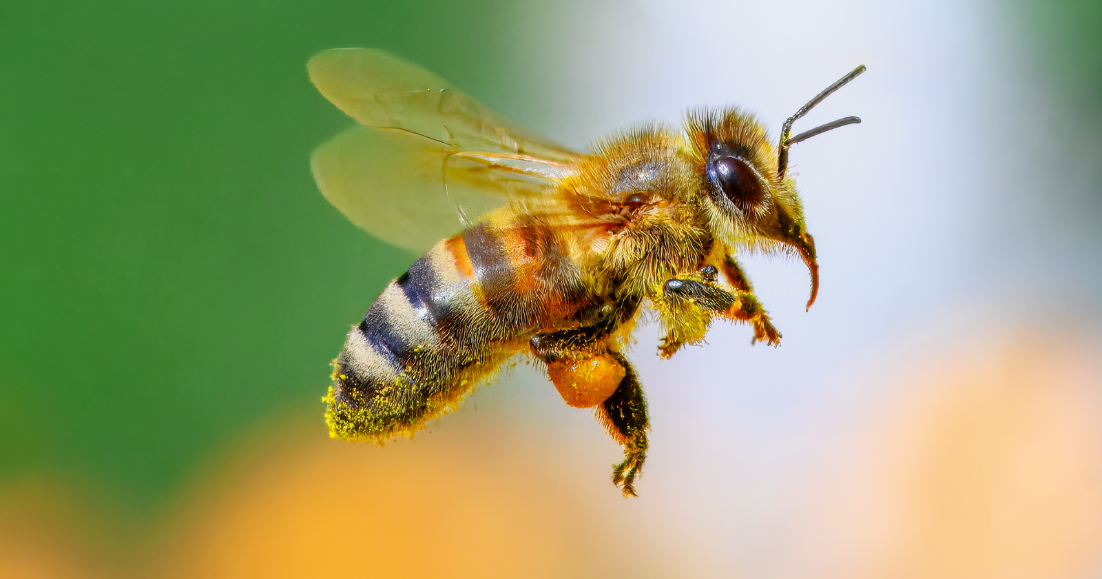 Honeybees can recognize human faces — they can be trained to distinguish between individual humans by face and continue to recognize them across different viewpoints, despite having a brain smaller than the head of a pin