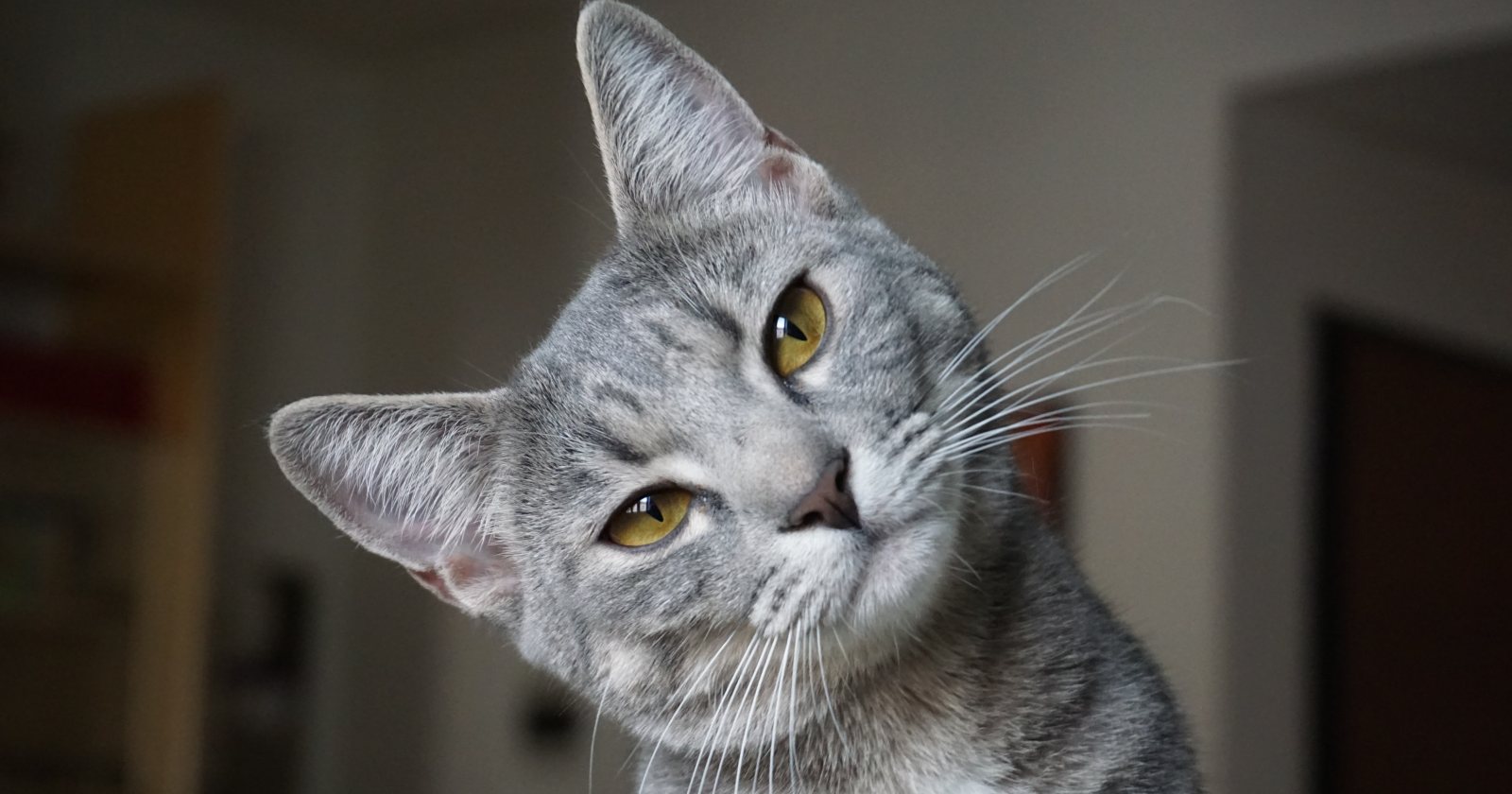 Cats can't taste sweetness — evolution turned off the relevant gene in their distant ancestors when they became obligate carnivores, and without working sweet receptors, a cat is as indifferent to sugar as a person is to ultraviolet light