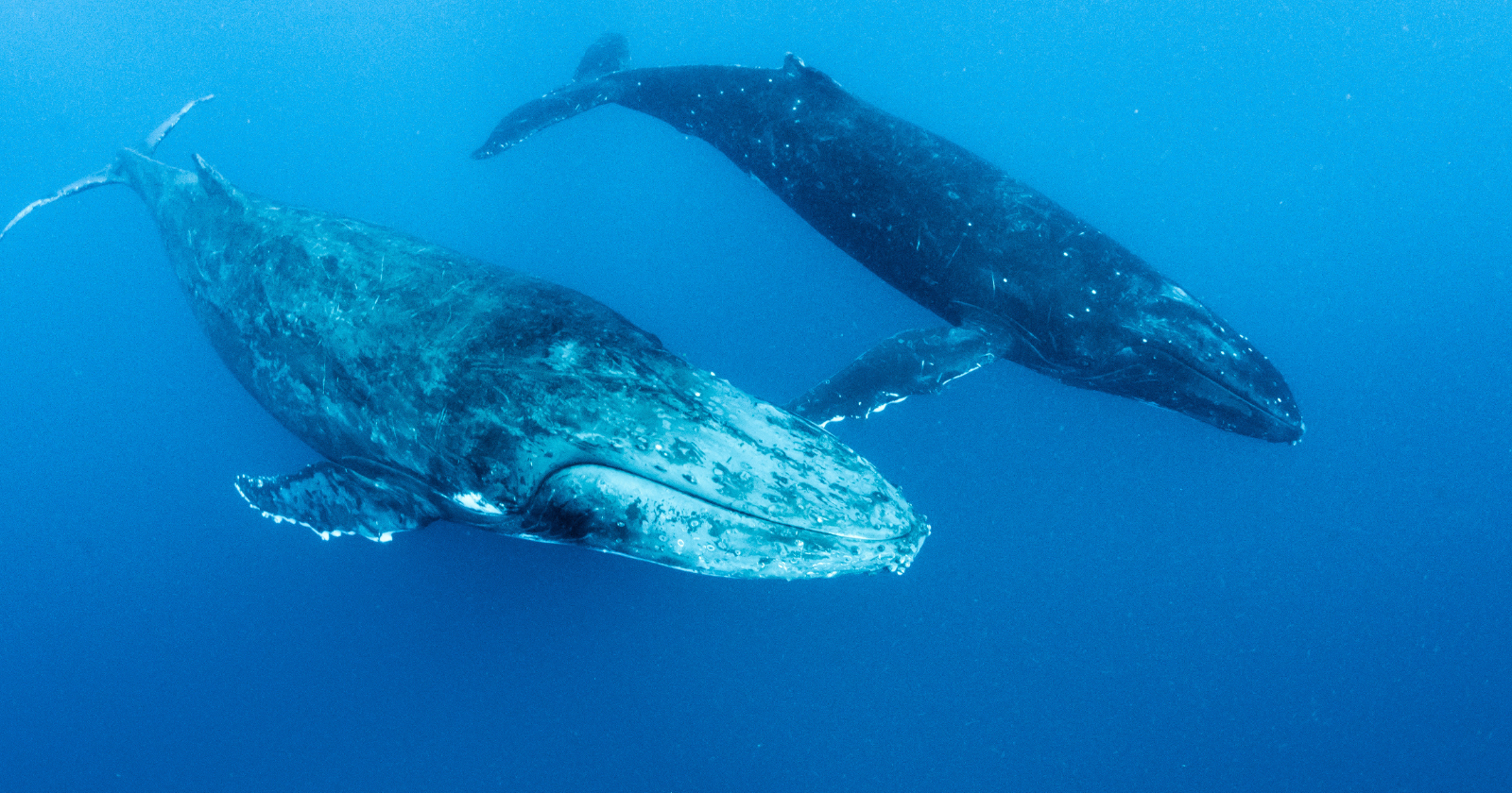 Sound travels about four times faster underwater than it does through air — which is why whale songs can travel hundreds of miles across the ocean, and why early submarine sonar operators sometimes picked up the calls of distant whales communicating from hundreds of miles away