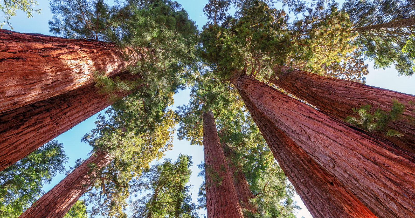 Sequoia and redwood trees alive today were already mature when the Roman Empire was at its peak — the oldest living giant sequoias are over 3,000 years old, which means they were standing in California before the Parthenon was built in Athens, before Julius Caesar was born, and before the Roman Empire even existed