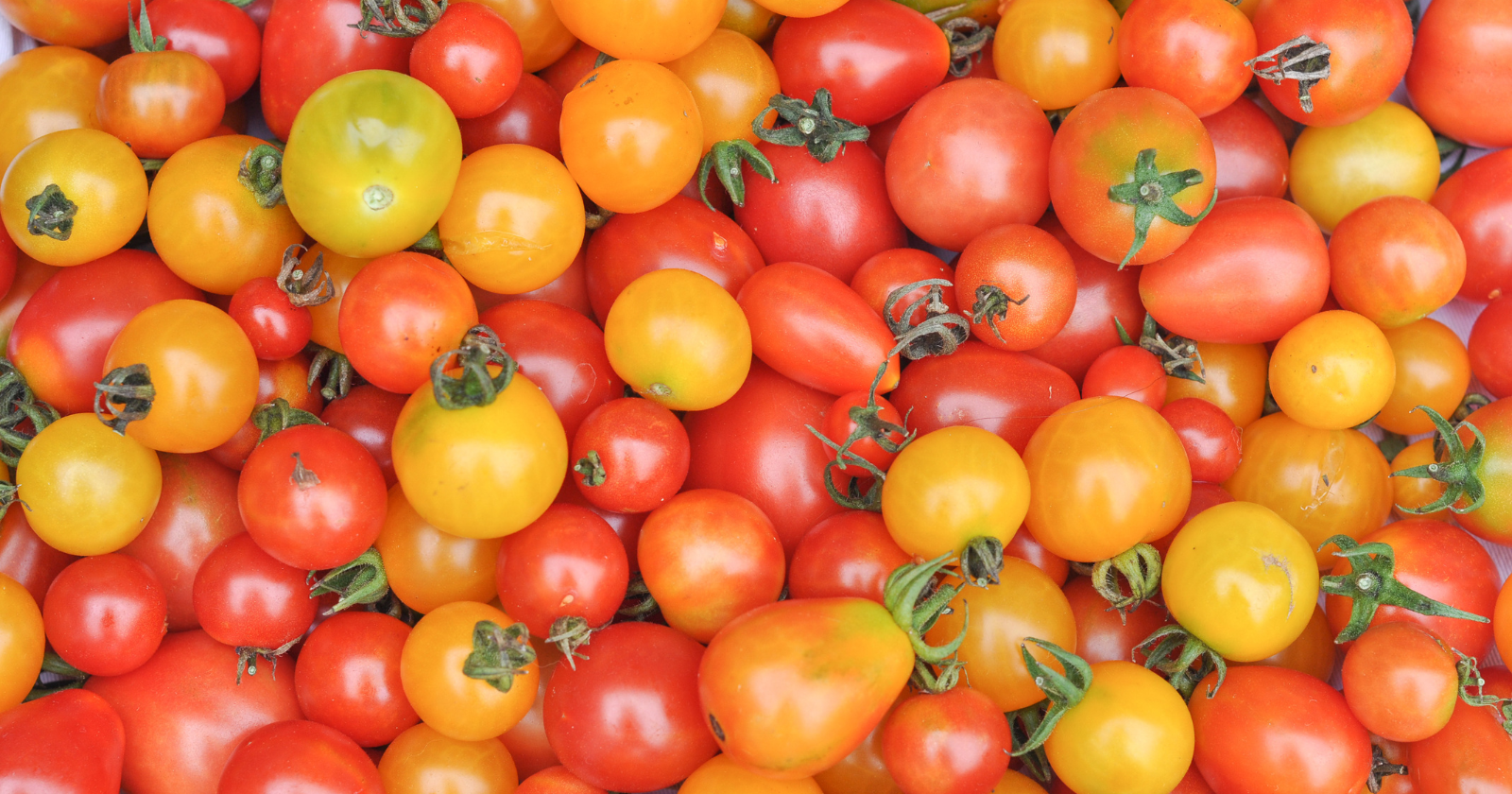 Tomatoes were considered poisonous in much of Europe for nearly two centuries after they were introduced from the Americas — not because of anything dangerous in the fruit itself, but because the plant belongs to the same botanical family as deadly nightshade, with leaves and stems that really do contain toxic alkaloids, and the misunderstanding kept the fruit out of European cuisine until the late 1700s