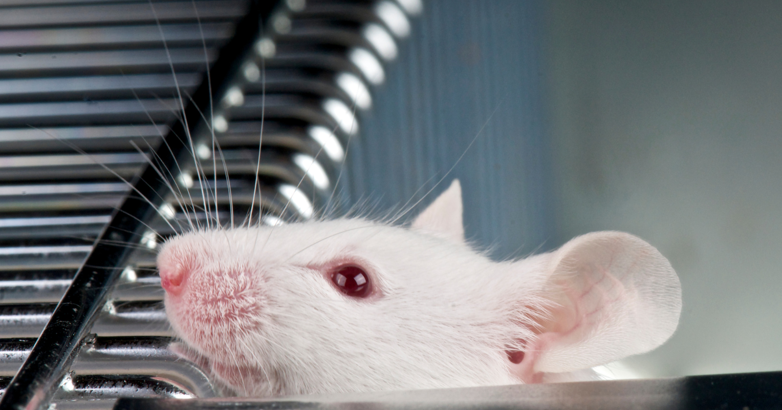 For nearly two decades, researchers have been demonstrating in mice that the blood of a young animal, when surgically shared with an old one, can reverse signs of aging across nearly every tissue — heart, brain, muscle, liver, kidney — and the search for the specific factors in young blood that cause this effect has now become one of the most heavily funded races in modern biotech