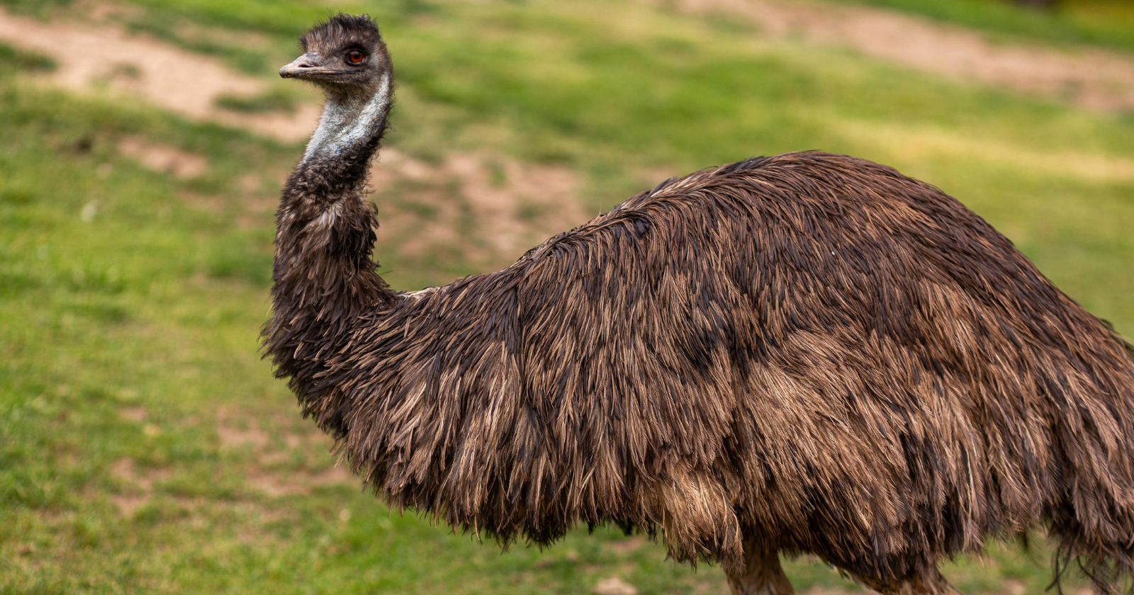 In 1932, the Australian government deployed soldiers with two machine guns and 10,000 rounds of ammunition to wage war on roughly 20,000 emus destroying wheat crops in Western Australia — and after weeks of campaign, the soldiers had killed only a few hundred birds, in the only war on record in which birds officially won
