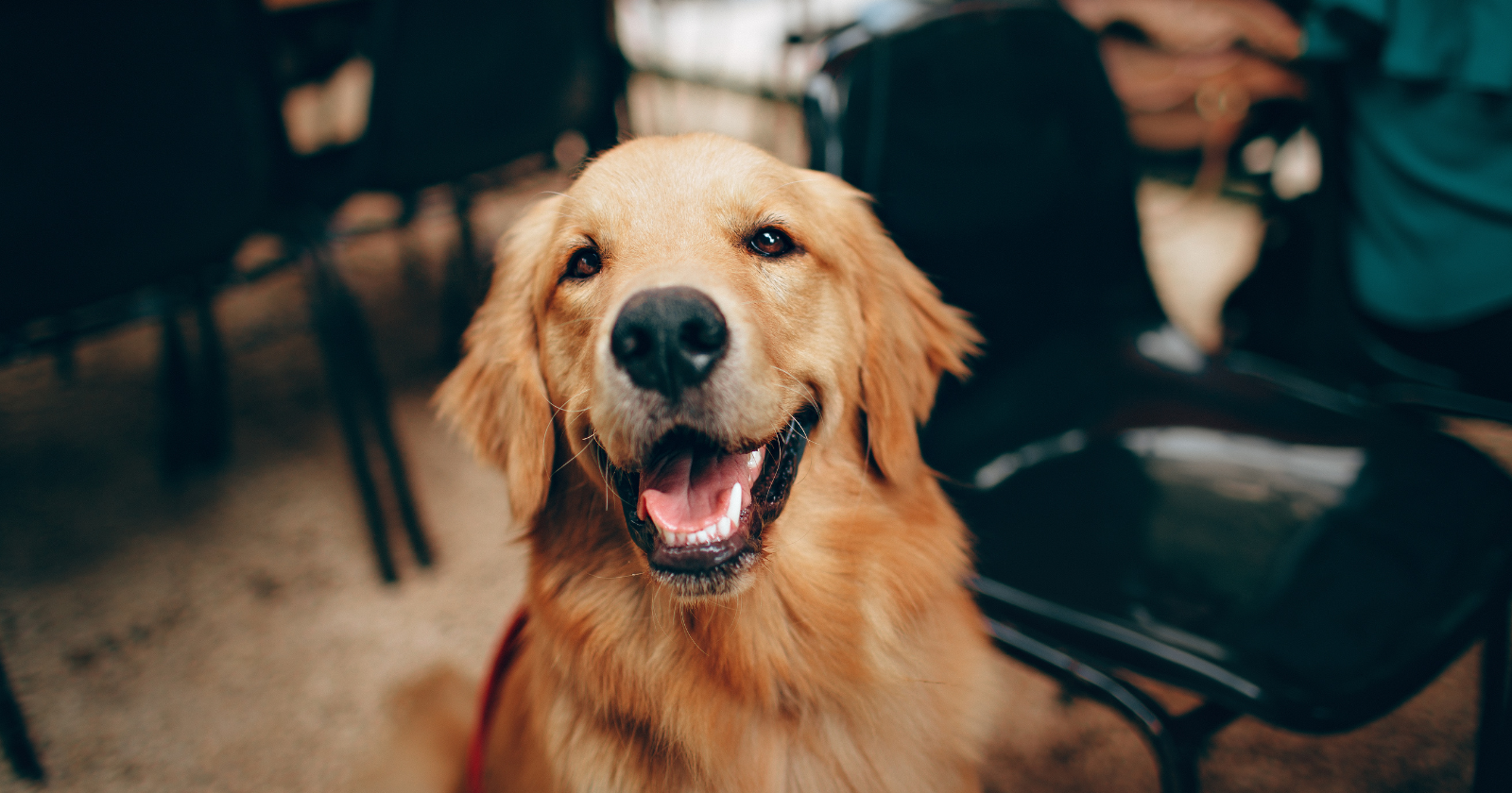 A 2020 study in Sweden found that dogs can sense heat and thermal radiation with the tip of their nose — meaning they can detect a warm object across a room even with their eyes closed — making them only the second mammal on Earth known to possess this ability, alongside the vampire bat, which uses it to find blood vessels beneath the skin of sleeping prey