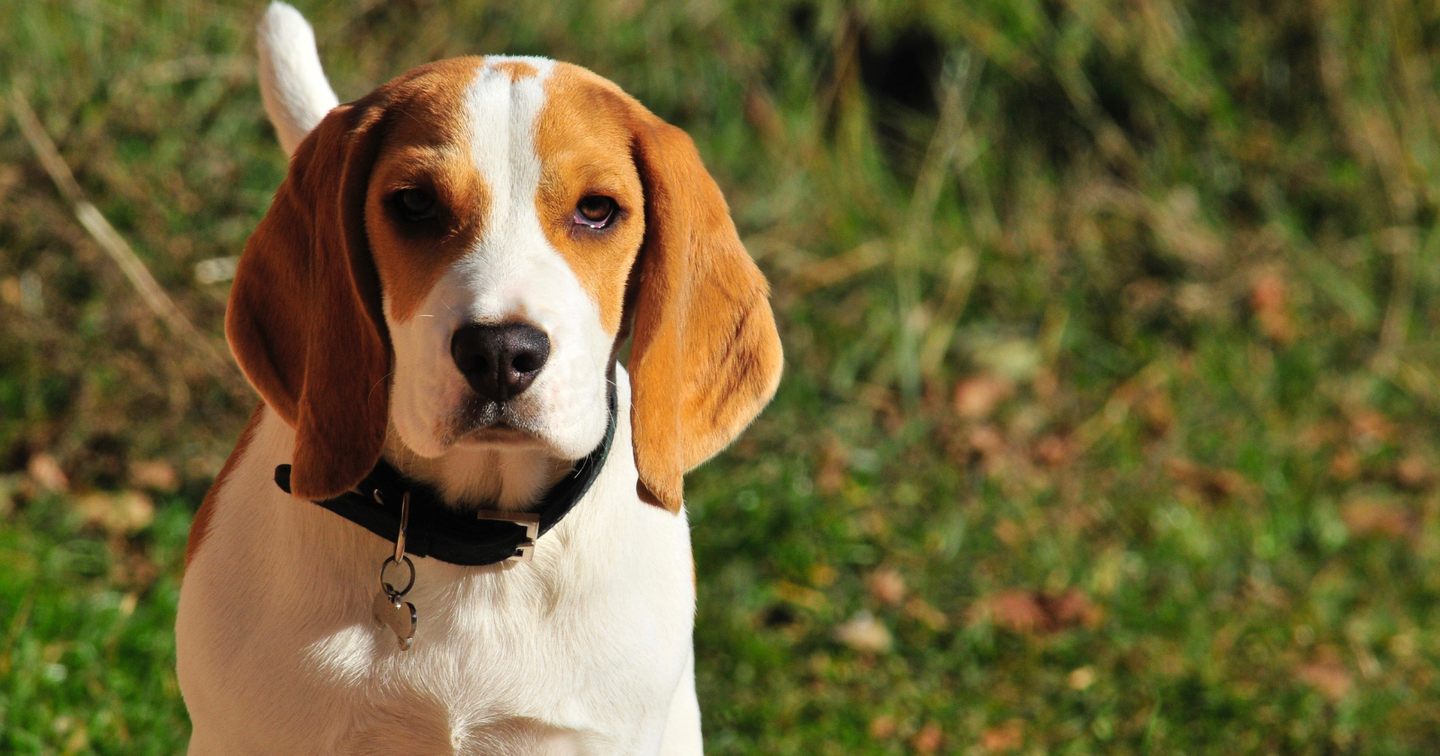 A trained dog can detect a single drop of blood diluted in 20 Olympic-sized swimming pools — a sensitivity so extreme that dogs can pick up the molecular traces of cancer in a person's breath — and a 2024 study found them correctly identifying breast, lung, prostate, and colorectal cancer with roughly 94 percent accuracy