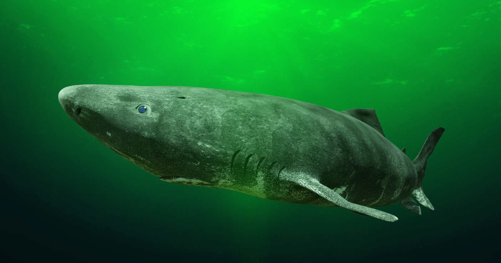 The Greenland shark lives roughly 400 years — longer than any other vertebrate on Earth — and when scientists sequenced its genome in September 2024, they found the species' extraordinary lifespan appears to rely on enormous quantities of duplicated DNA-repair genes, in a biological strategy still keeping individual sharks alive that were born during Shakespeare's lifetime.