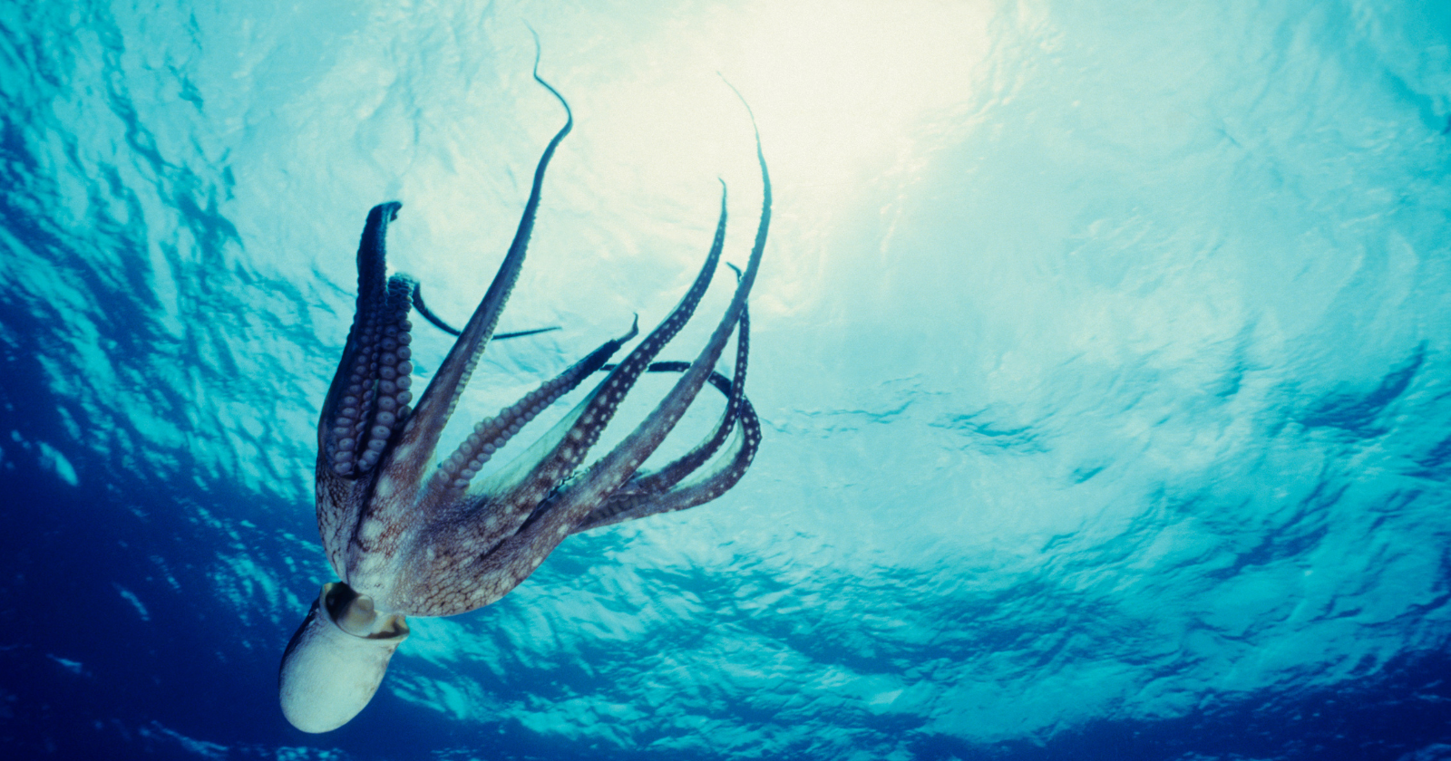 Most of an octopus's brain cells live in its arms, not in its head — only about 8 percent of its 500 million neurons sit inside the central brain, with the rest spread across the eight arms and the optic lobes behind its eyes, in a body design some neuroscientists describe as the closest thing to an alien mind humanity has ever studied