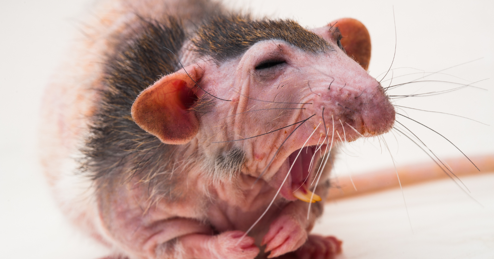 Naked mole rats almost never get cancer and routinely live more than thirty years — roughly ten times longer than any other rodent their size — and researchers in October 2025 finally identified one of the key mechanisms: a handful of tiny mutations in a single gene that powers DNA repair in the mole rats but suppresses it in humans