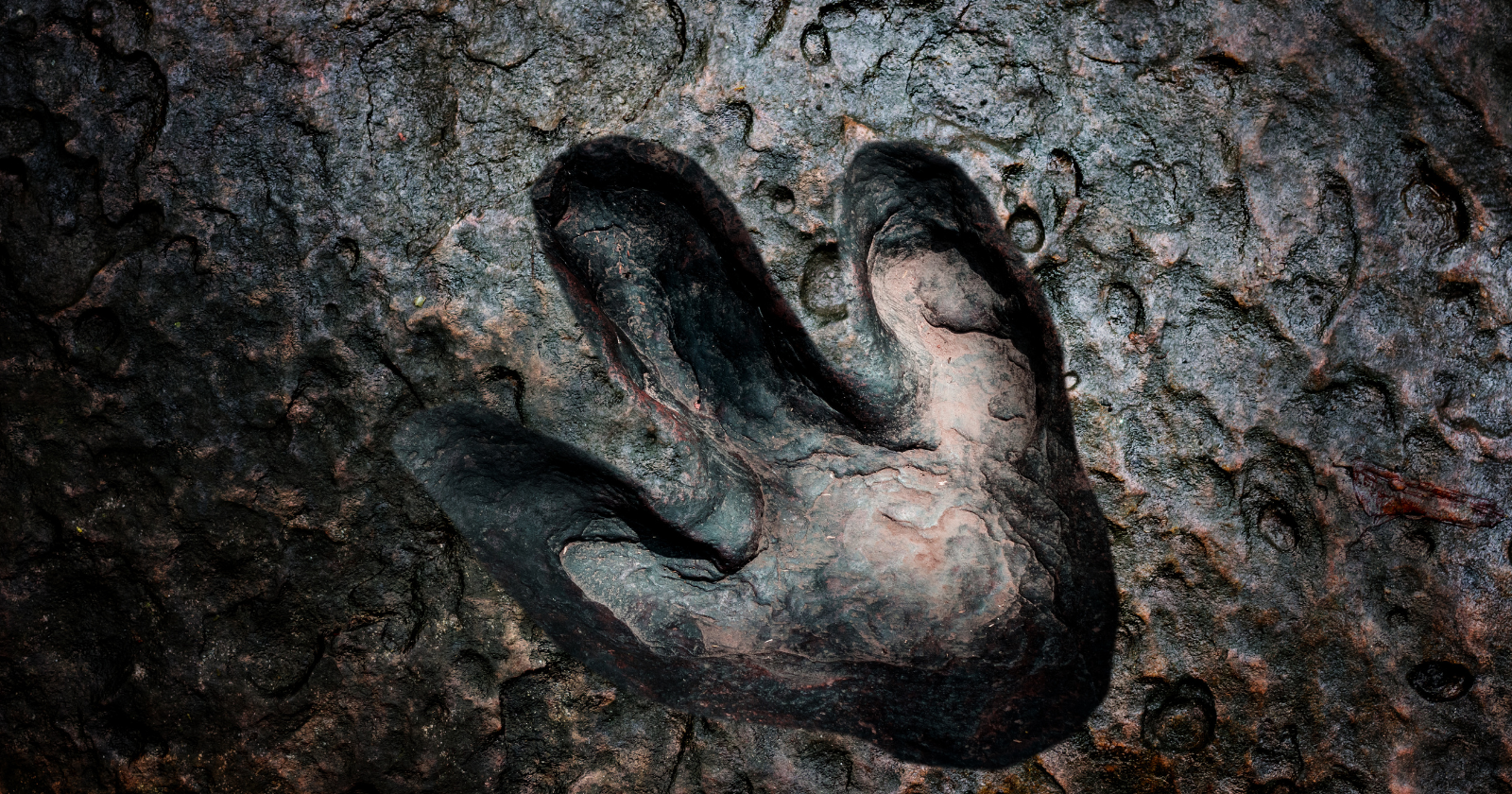 Hundreds of preserved dinosaur footprints — left by giant sauropods and a meat-eating Megalosaurus walking across a soft muddy lagoon roughly 166 million years ago — were uncovered in Oxfordshire, England in 2025, in tracks so well preserved that paleontologists can measure the individual stride lengths of animals that walked the Earth before the first flowers had ever evolved
