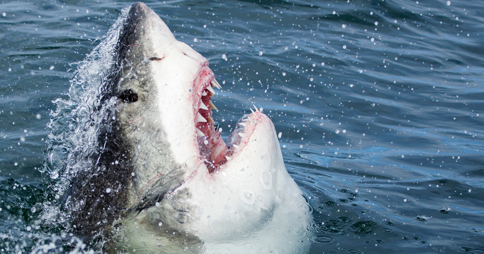 In July 1916, sharks killed four swimmers along the coast of New Jersey, two of them in a tidal creek miles inland from the ocean — and the panic that swept across the country during those twelve days became the foundational American fear of sharks that inspired the film Jaws
