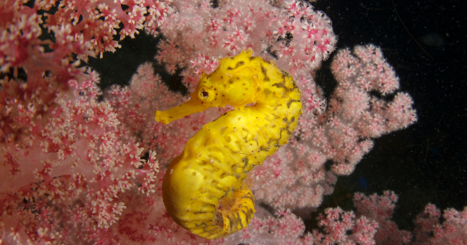 Seahorses, giant clams and even the occasional dugong have been recorded in the murky shallows of the Singapore Strait, where conservationists track marine life surviving beside shipping lanes that see roughly 1,000 vessels pass through every single day