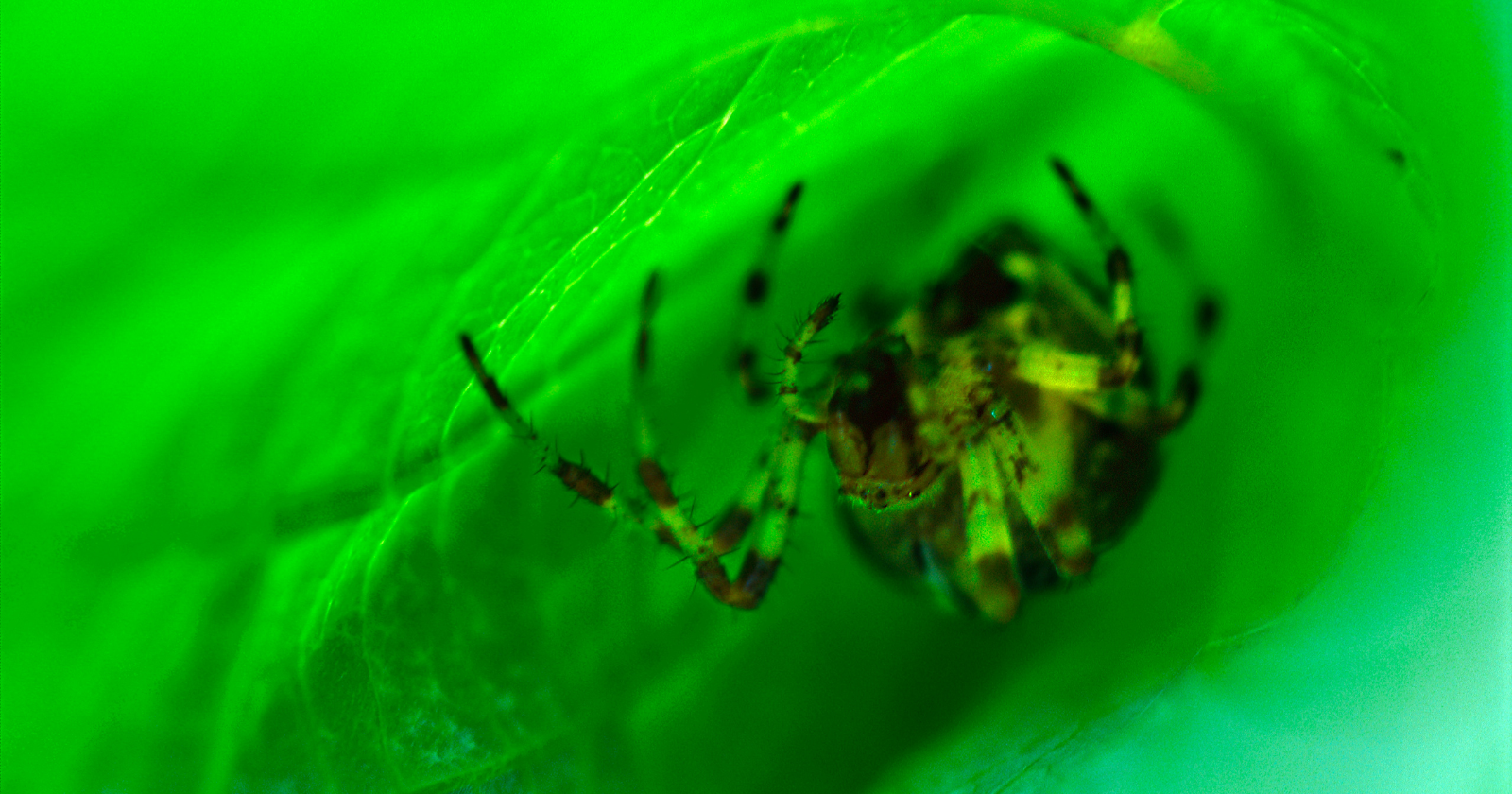 The spider hides by pretending to be the fungus that kills its neighbors, and it took scientists this long to notice because science had no category for an animal that imitates a disease