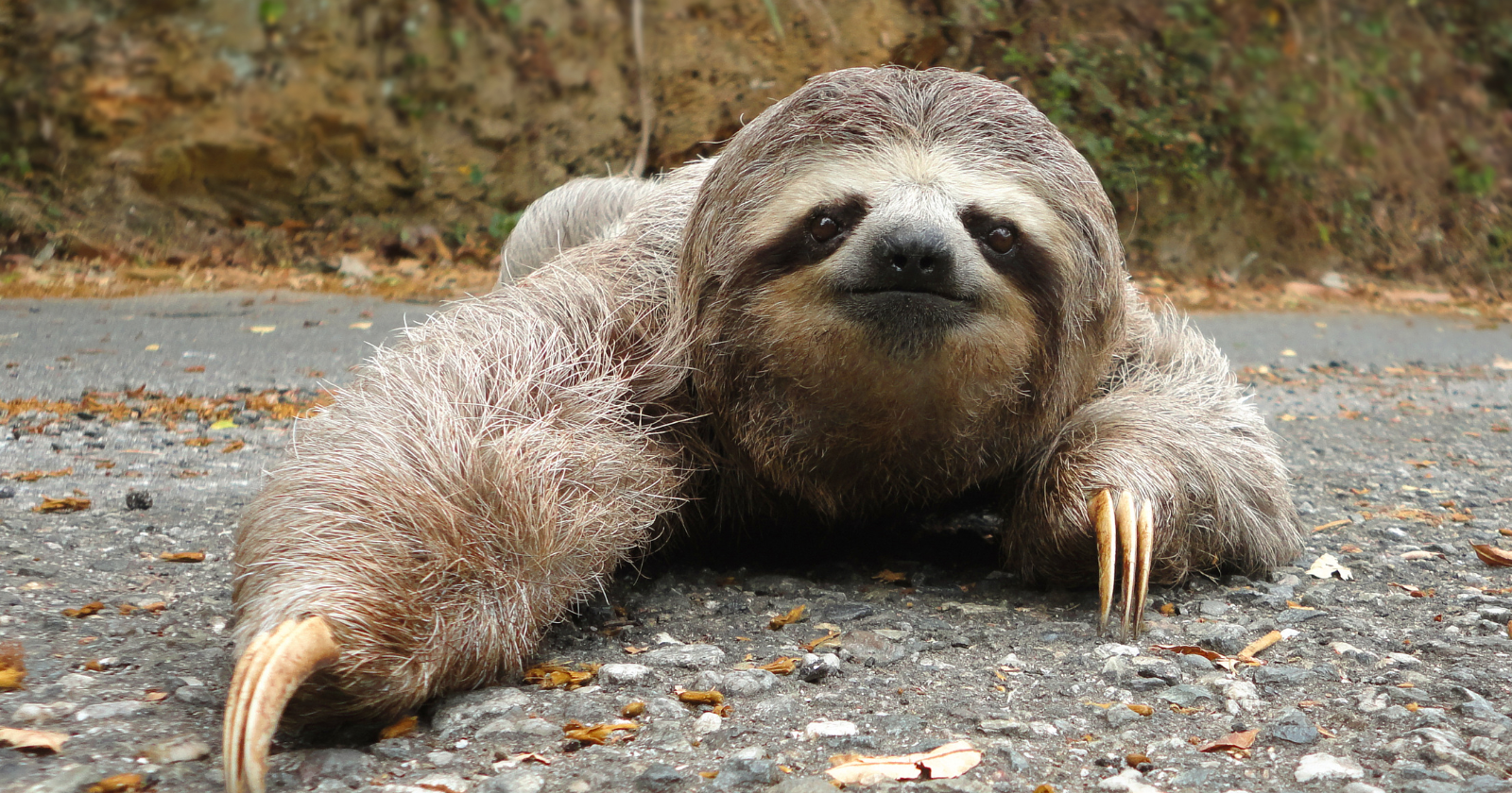 A sloth can take up to 30 days to digest a single leaf, the slowest recorded digestion of any mammal — its stomach stays so full that its abdominal contents can account for more than a third of its body weight, and it climbs down to relieve itself only about once a week
