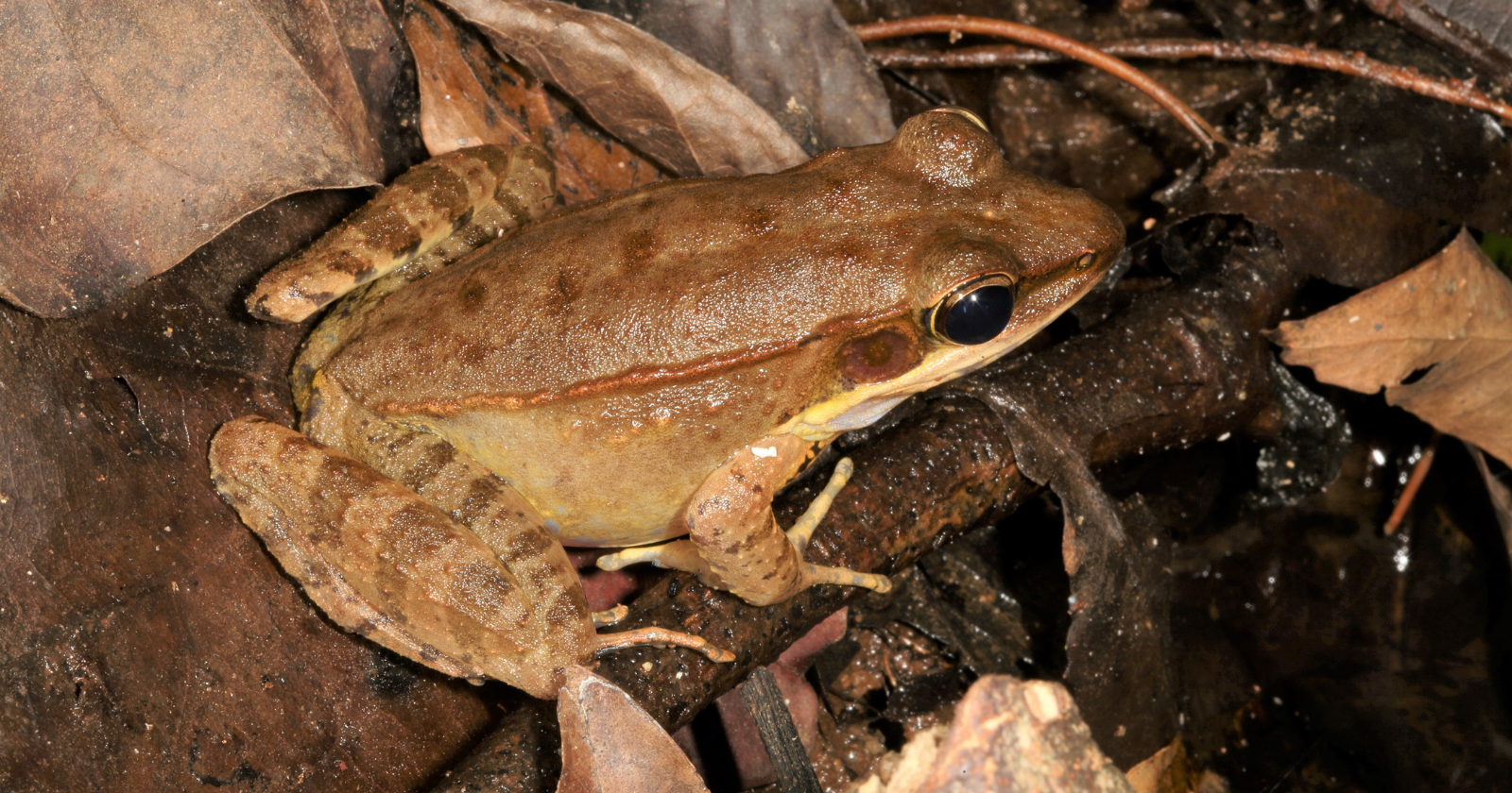 More than 60% of the water in a wood frog's body can freeze solid each winter: its heart stops, it stops breathing, and for more than 7 months it can lie essentially a frogsicle, before it thaws out in spring and simply hops away