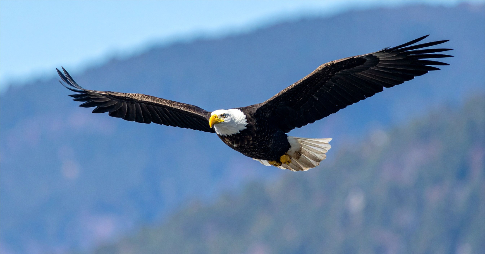 In the early 1960s, mother bald eagles across the United States were crushing their own eggs by sitting on them, in a continent-wide reproductive collapse caused by a single agricultural pesticide, and by 1963 only 417 nesting pairs of America's national symbol remained alive in the lower 48 states