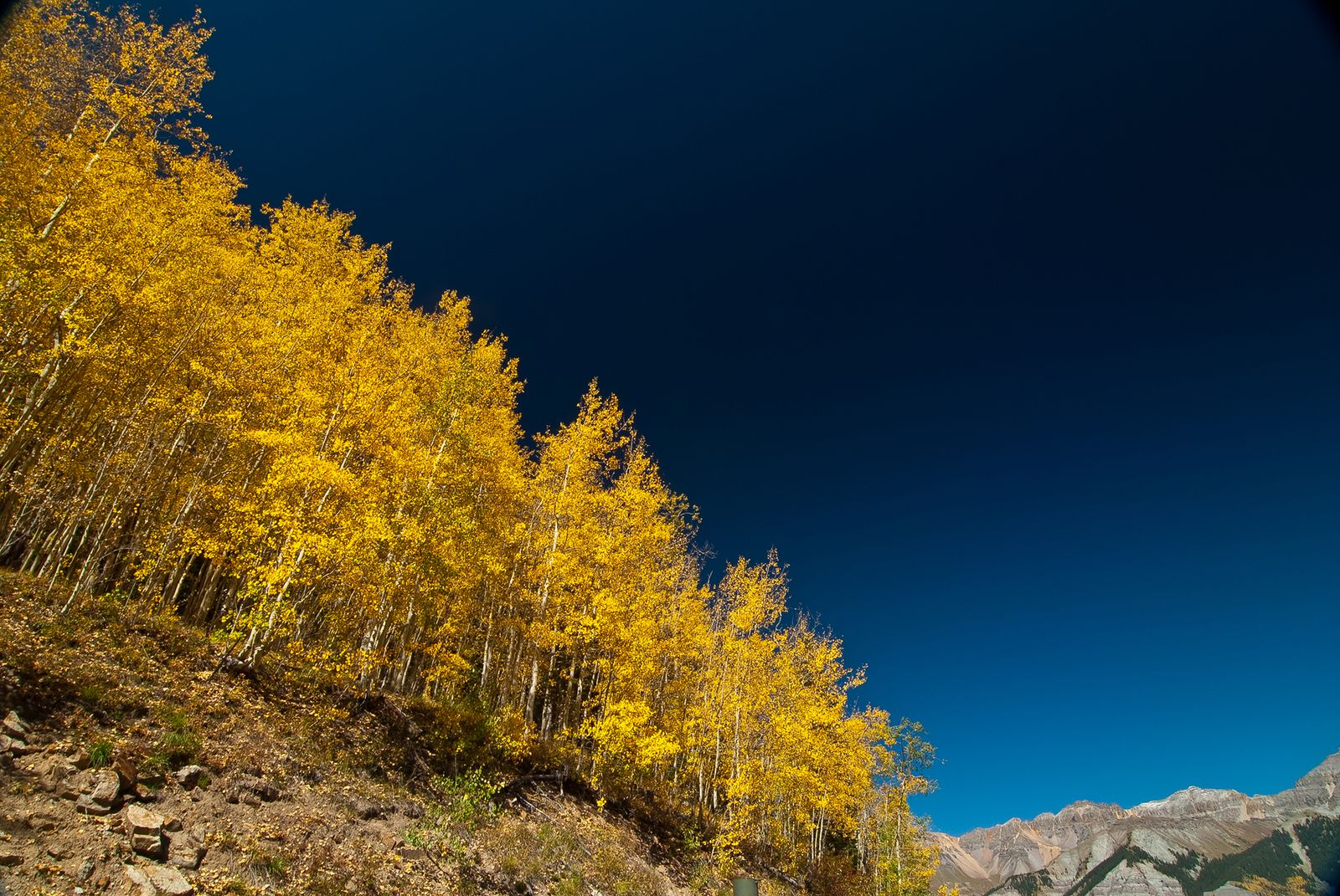 For as much as 14,000 years, the aspen clone called Pando has spread across 106 Utah acres as roughly 47,000 trunks, 13 million pounds of wood and roots, and one male organism still trying to replace itself through shoots the deer keep eating