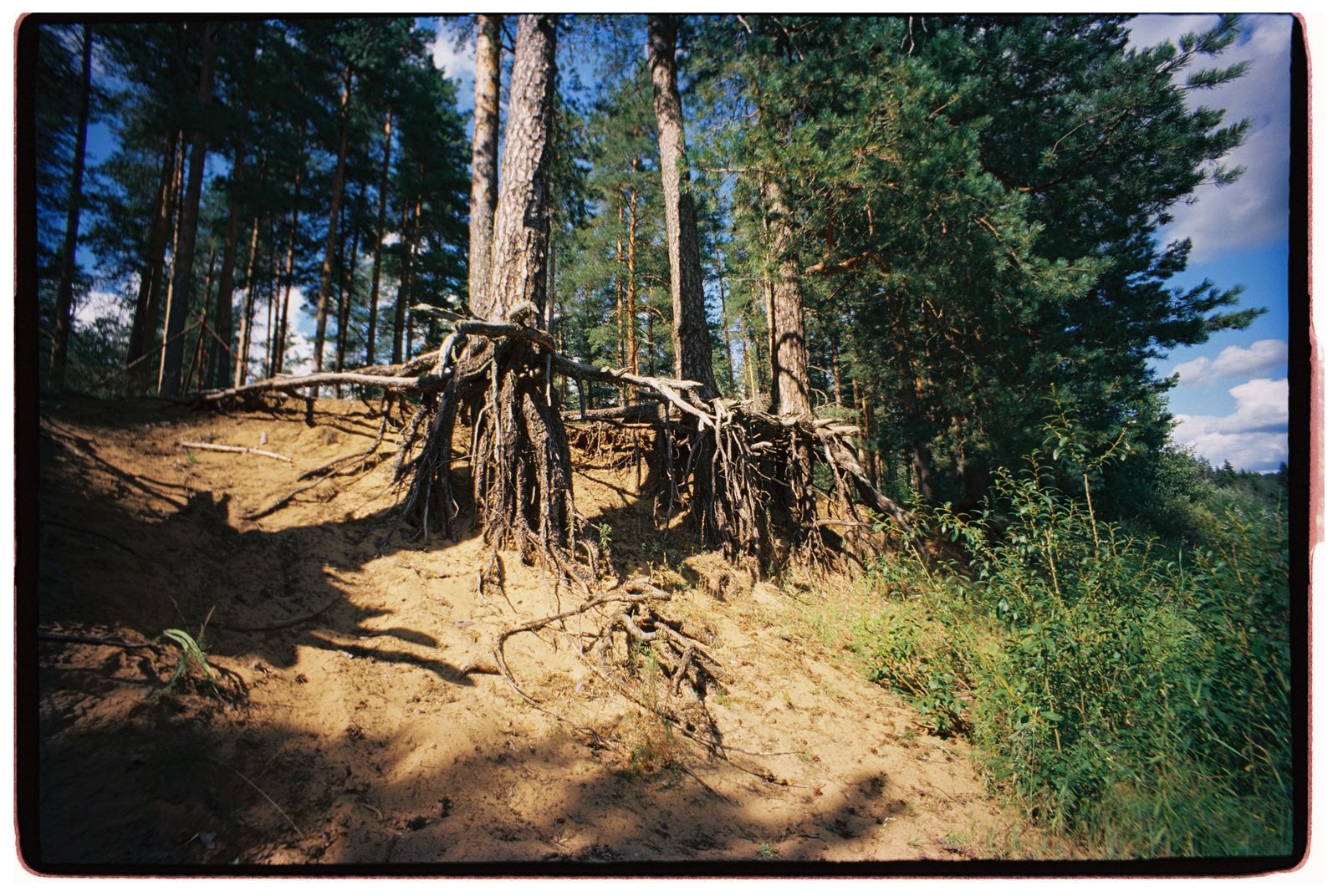 aspen tree root system