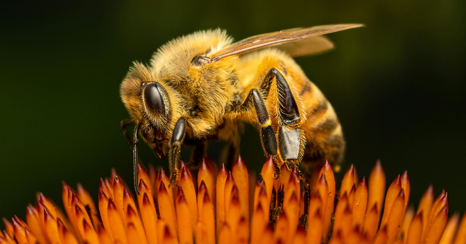 If a bee searching for nectar might be conscious and ChatGPT almost certainly isn't, what exactly were we measuring when we decided something was aware?