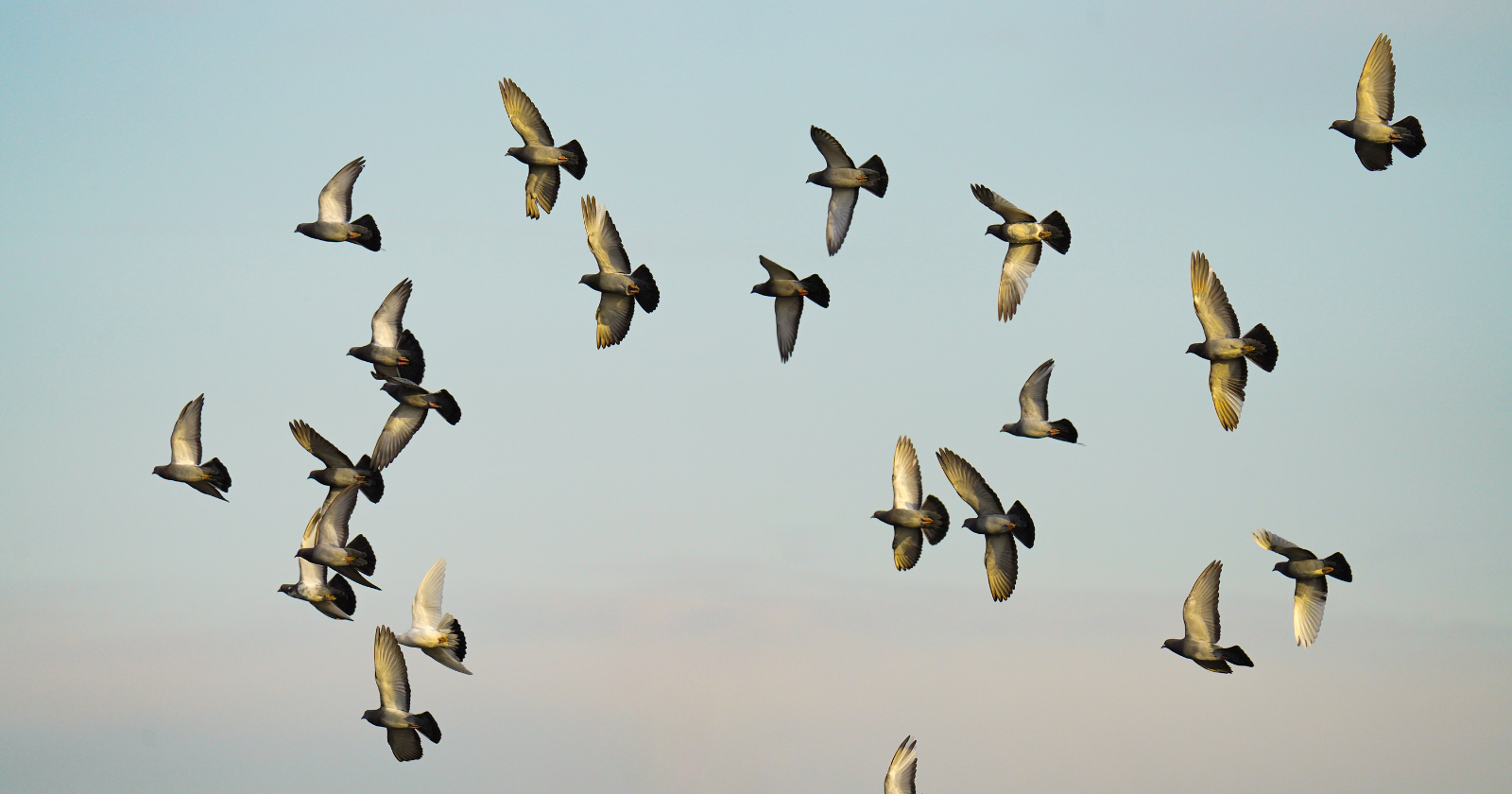 Seventy-three million years ago birds were nesting in the Arctic alongside dinosaurs and the same seasonal instinct that fills it every spring was already working then