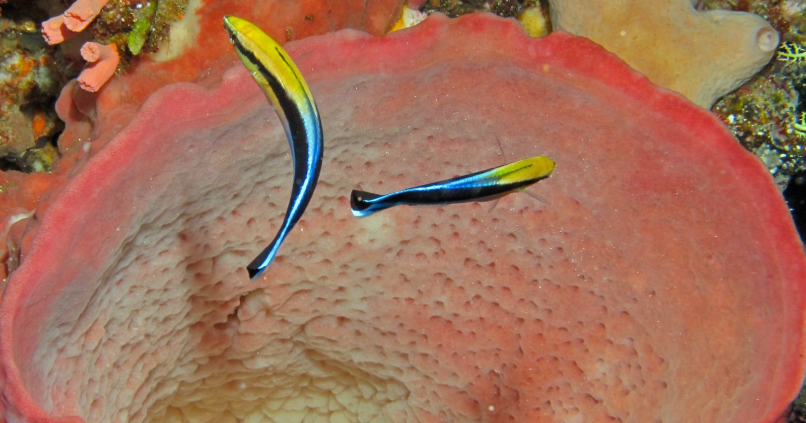 Shown its reflection in a mirror, a small reef fish scraped at a mark it could see only there, behaving as if it recognized itself - though the researchers stopped short of calling it self-aware