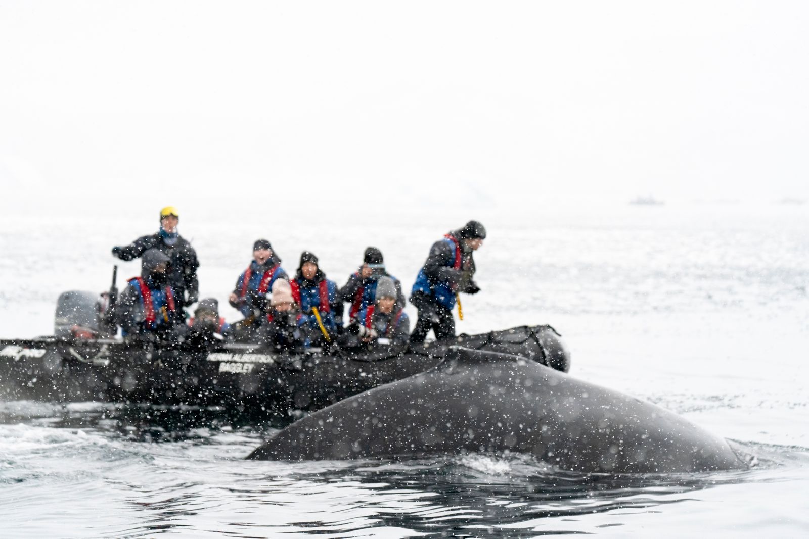 bowhead whale arctic ice