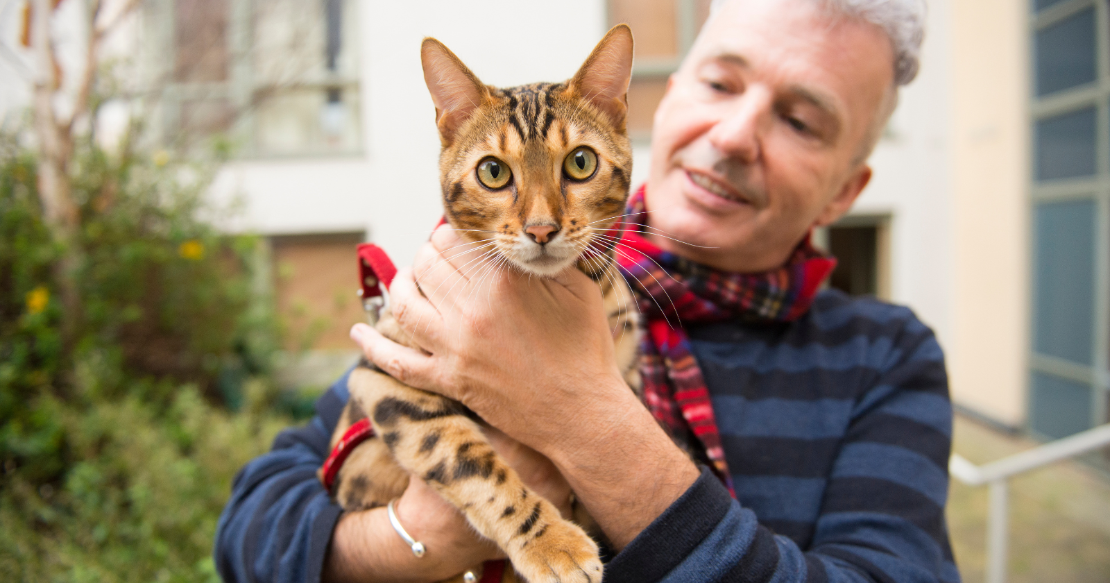 Most cat owners I know assume their older cat is just slowing down with age " veterinary research suggests up to 92% of cats over ten have arthritis, and most are hiding it
