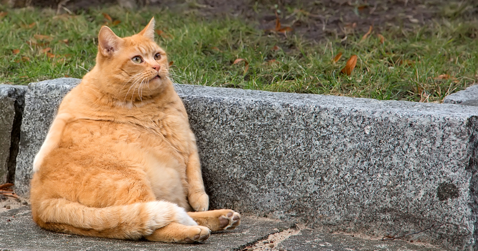 Veterinary researchers found that between 64% and 92% of cats over the age of 10 have arthritis — and because cats are built to conceal pain, most owners have no idea