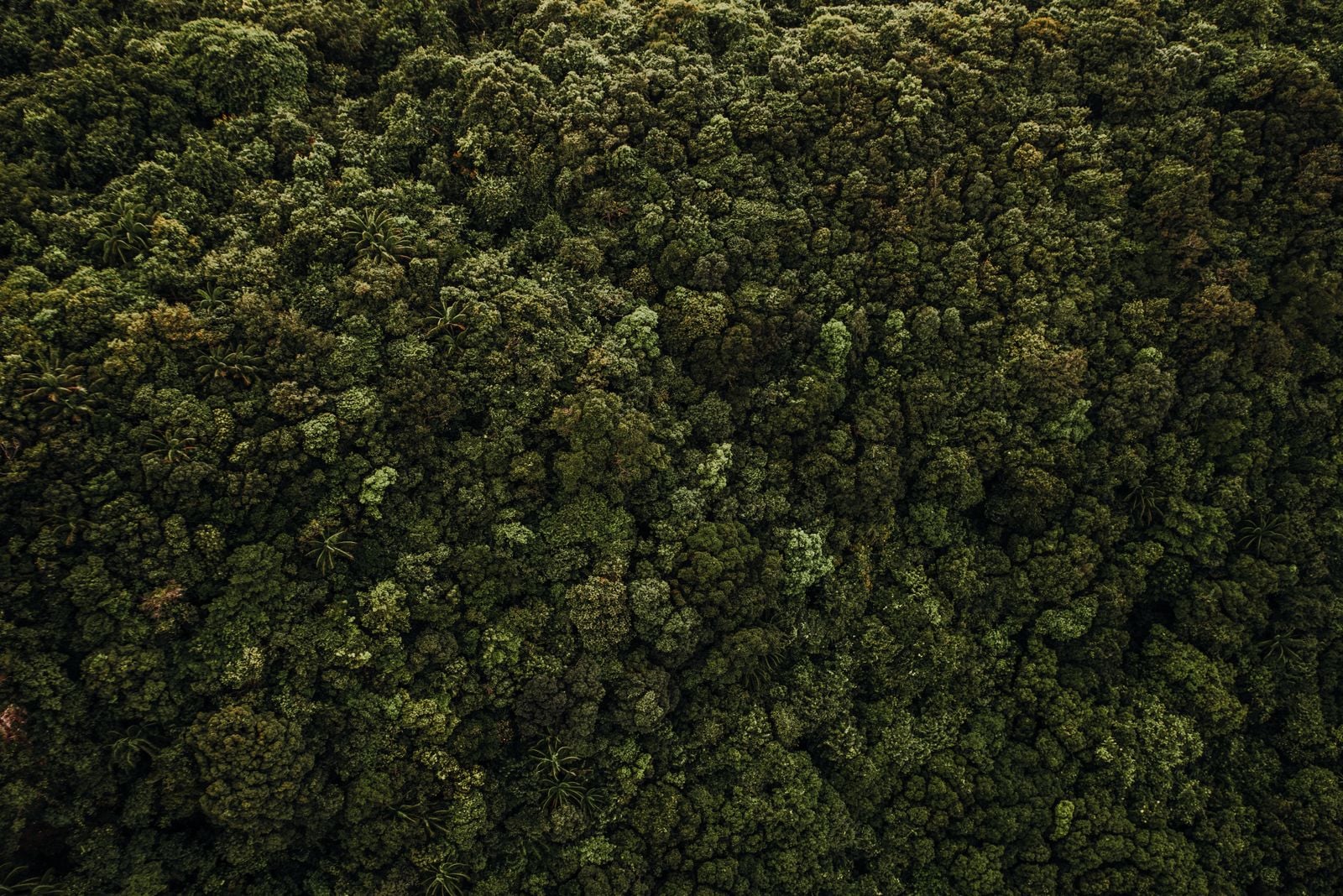 Costa Rica rainforest canopy