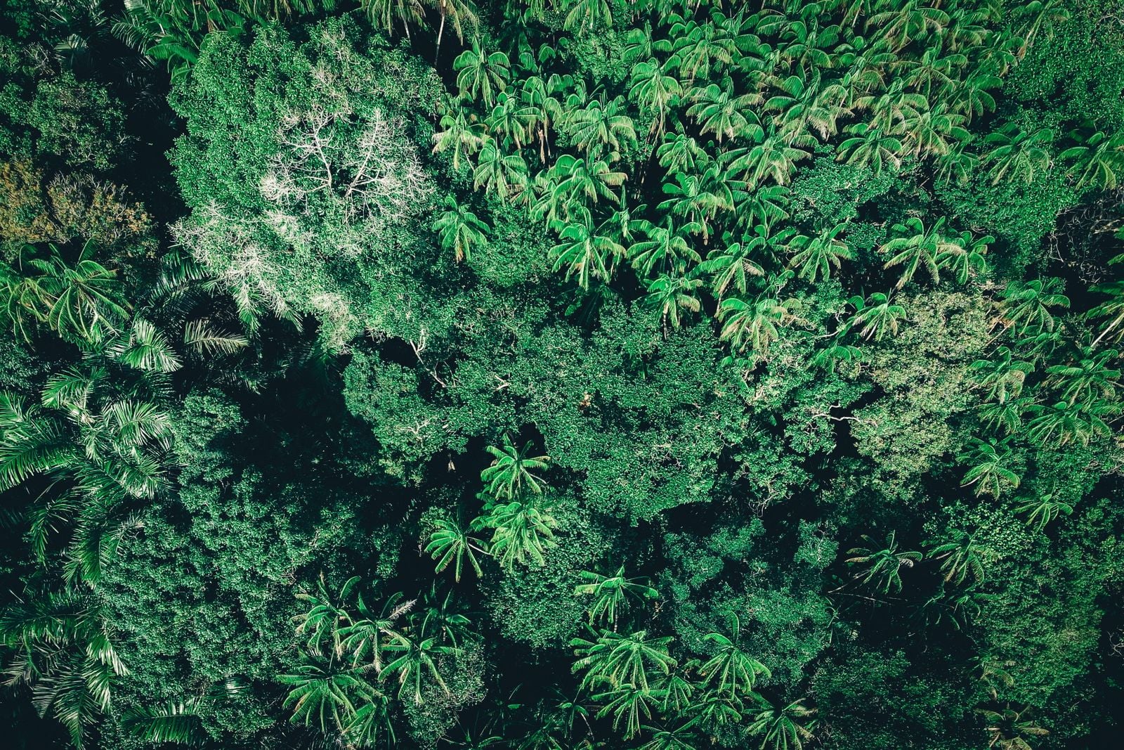 In 1987, Costa Rica's forest cover had collapsed to roughly 21% of the country, and the mechanism that quietly reversed it over the next three decades was not a treaty but a small line item in the national tax on gasoline, paying private landowners to let the trees grow back