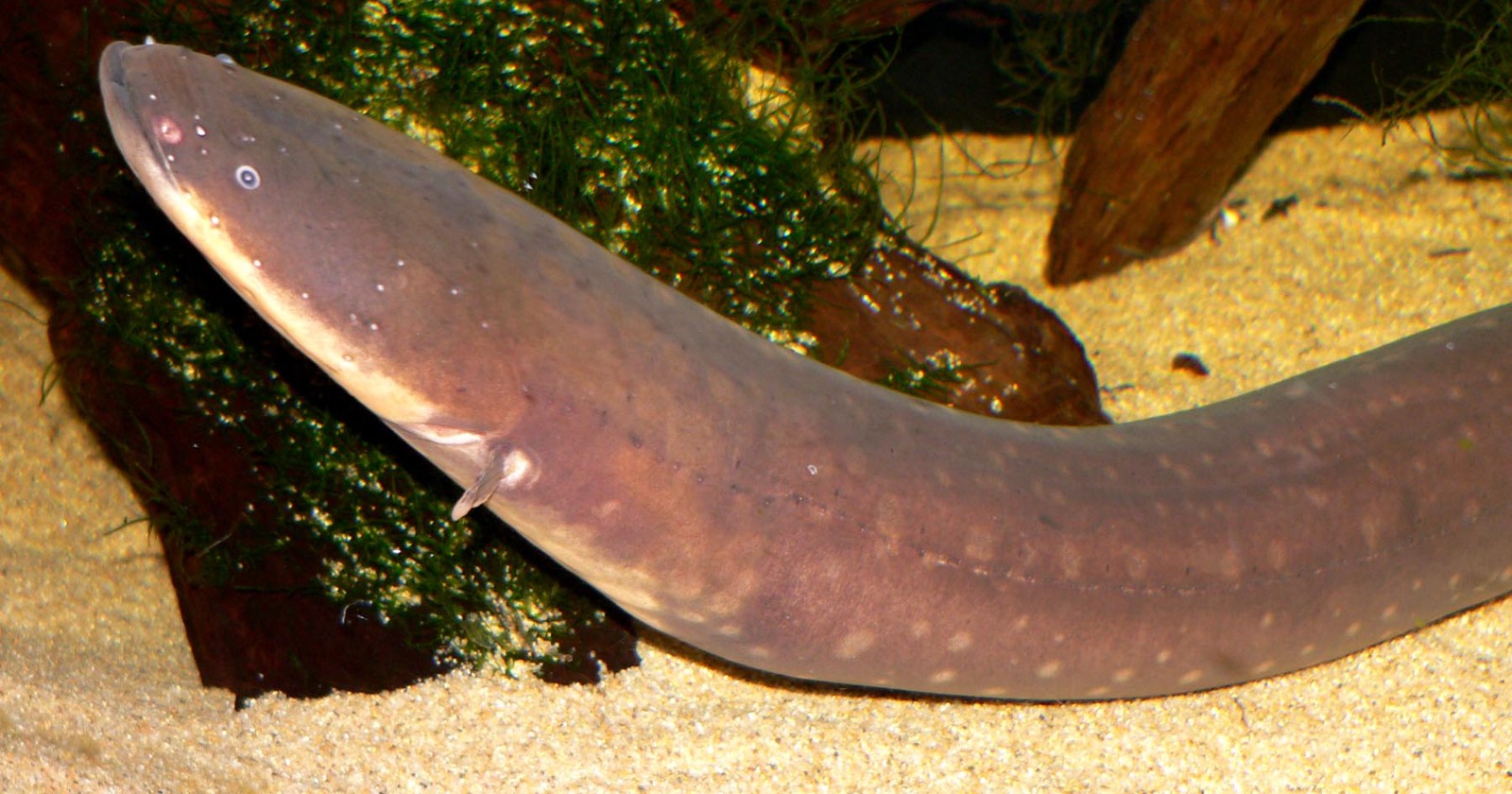 One electric eel delivered an 860-volt shock, the highest ever measured from a living animal — and a 2019 study revealed it belongs to one of three separate species