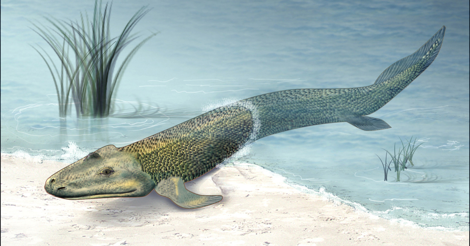 In 2004, paleontologists digging in the Canadian Arctic unearthed the fossil of a 375-million-year-old creature named Tiktaalik that possessed both the scales of a fish and the sturdy, jointed limb bones of a land animal—and this single, perfect transitional fossil bridged the evolutionary gap between water and land, showing the exact moment our distant ancestors began to crawl out of the sea.