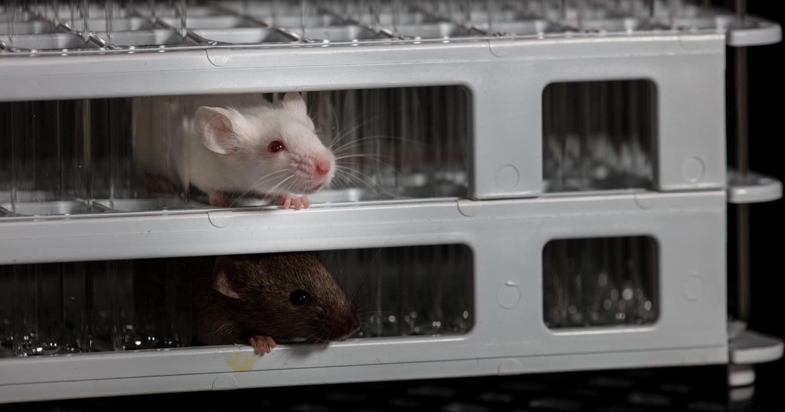In 1944, Neal Miller harnessed hungry rats in a runway and watched them pull harder toward the food the closer they got — and harder away from the shock, with avoidance climbing steepest exactly where the reward sat, the gradient the British psychologist Jeffrey Gray later mapped to a septo-hippocampal brake