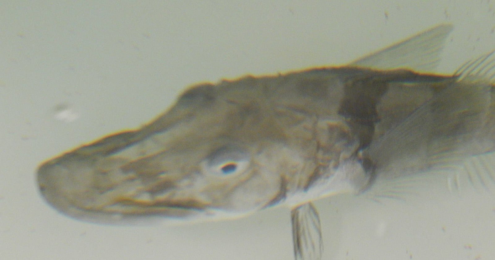 The Antarctic icefish is the only vertebrate known to have no hemoglobin, its blood runs clear instead of red — and it survives on oxygen dissolved straight into a watery plasma pumped by an oversized heart