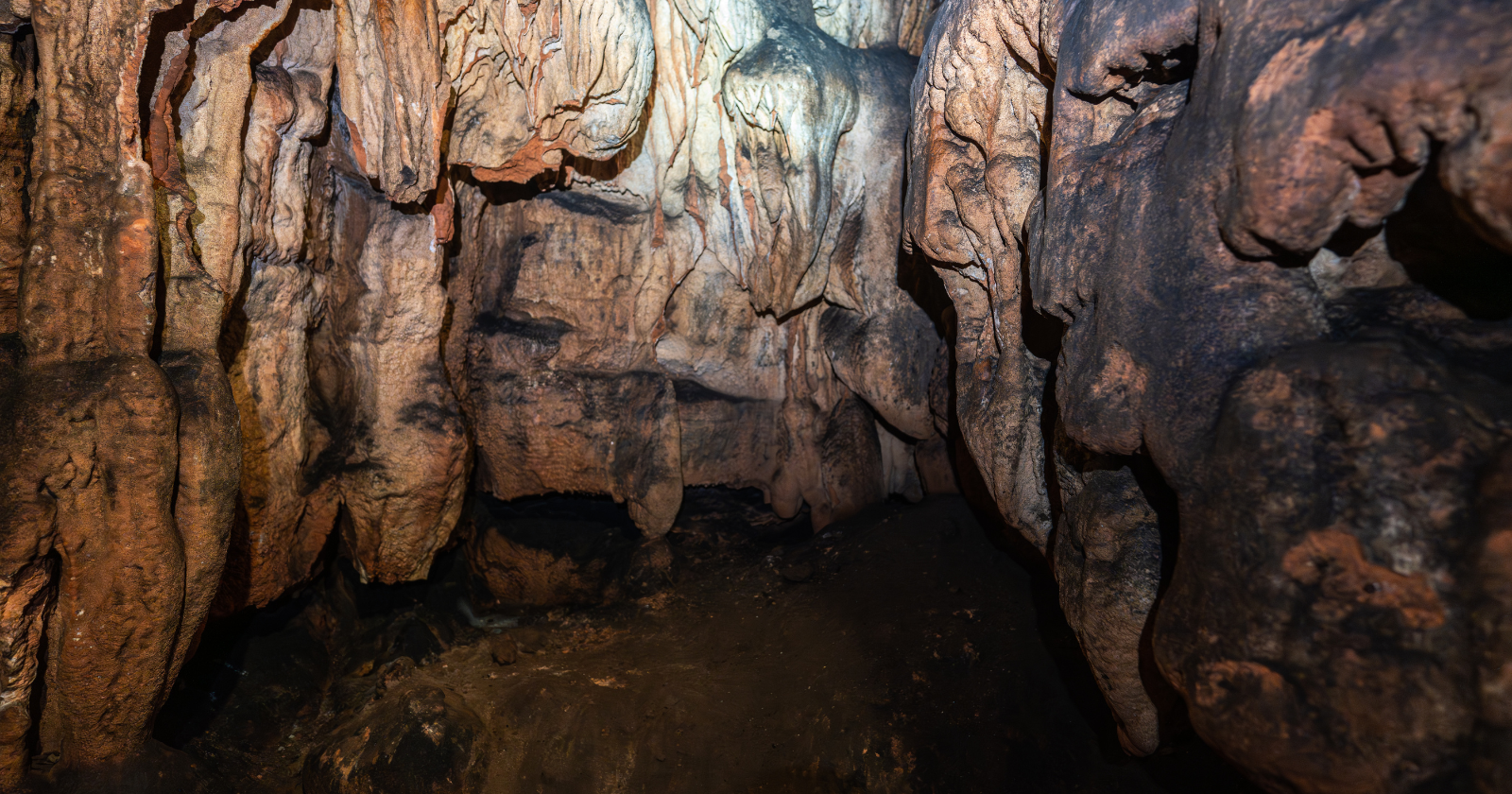 A survey of 64 limestone caves in Cambodia, reported in March 2026, turned up around 11 species new to science, among them a turquoise pit viper, a flying snake, geckos, micro-snails and millipedes