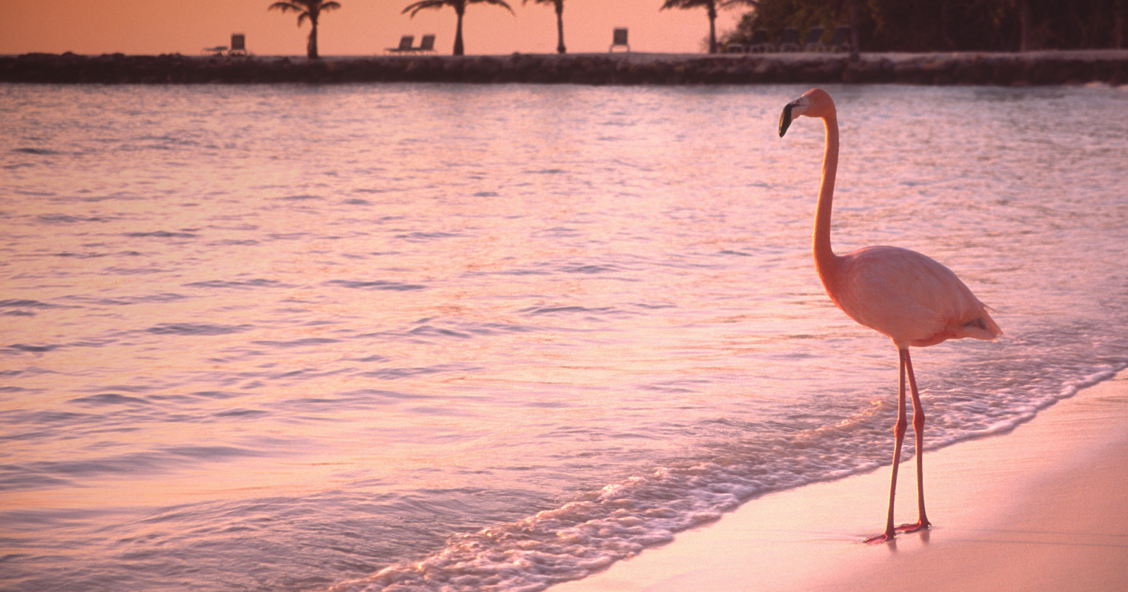 Flamingos are not born pink: chicks hatch a dull grey and only slowly take on their famous colour as they feed on algae and tiny brine shrimp loaded with pigments called carotenoids — which means a flamingo's brilliant flush is essentially a visible read-out of how well, and how richly, it has been eating
