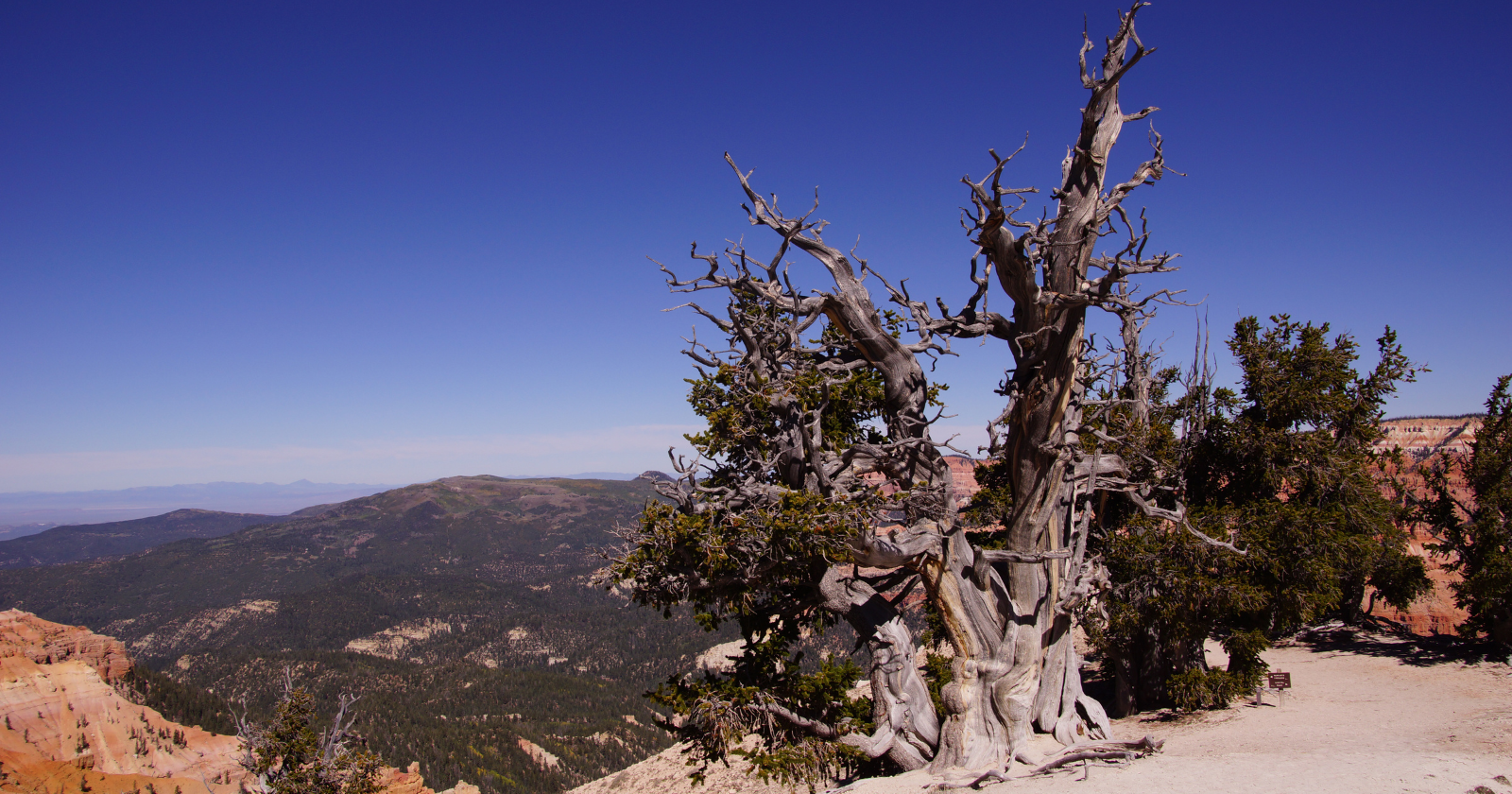 High in California's White Mountains grows a plant, roughly 4,850 years old — already ancient when the pyramids were new. It owes its long life to hardship: slow growth in thin, dry soil makes its wood too dense for rot to take hold
