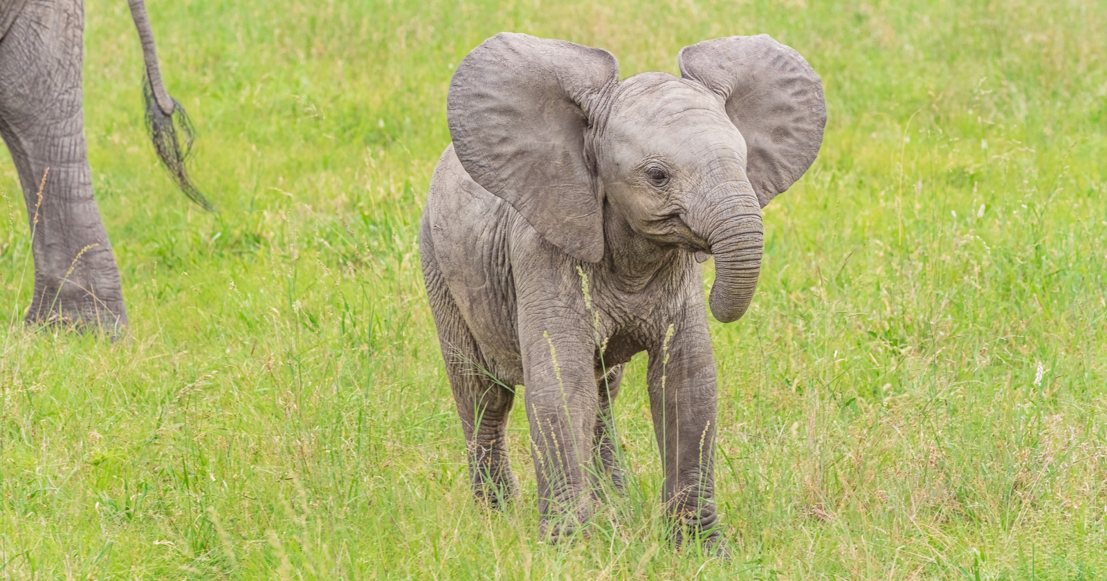 Elephants can swim, charge and rear up, yet they cannot jump — the bones in their legs all point downward, and their sheer mass leaves no spring to lift four feet at once