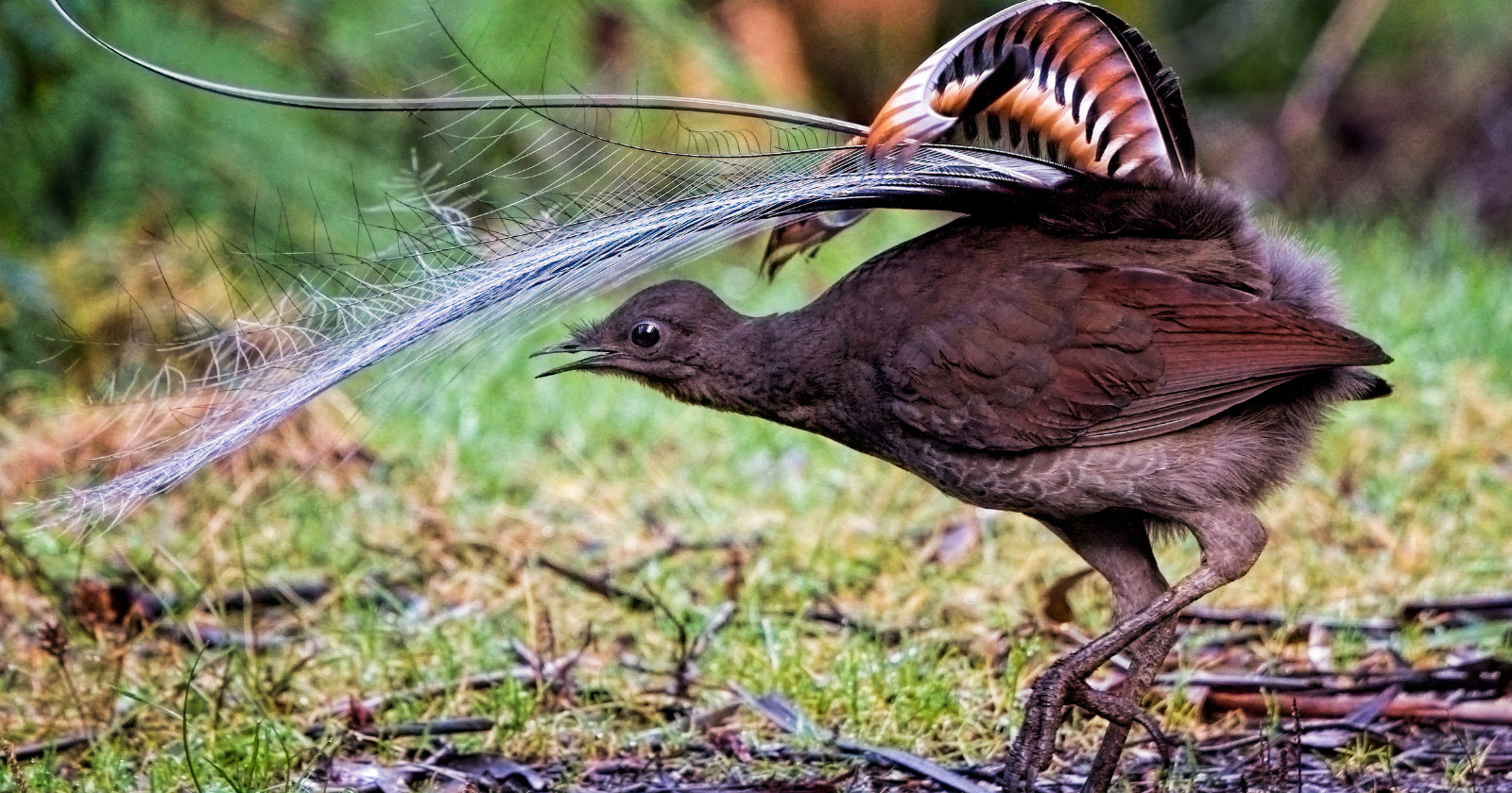 The Australian superb lyrebird can imitate almost any sound it has ever heard — chainsaws, camera shutters, car alarms, the calls of more than 20 other species — with enough accuracy that the birds being imitated often can't tell the difference