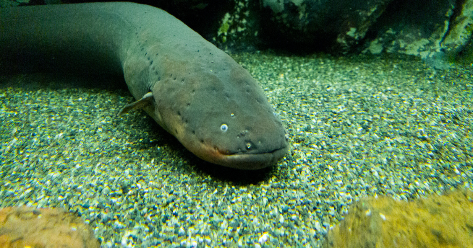 The electric eel can generate a jolt of around 600 volts — several times the shock from a household socket — by stacking thousands of specialised cells together like tiny batteries, and rather than only zapping prey underwater, it has been filmed rearing up out of the water to press its chin directly against a larger attacker