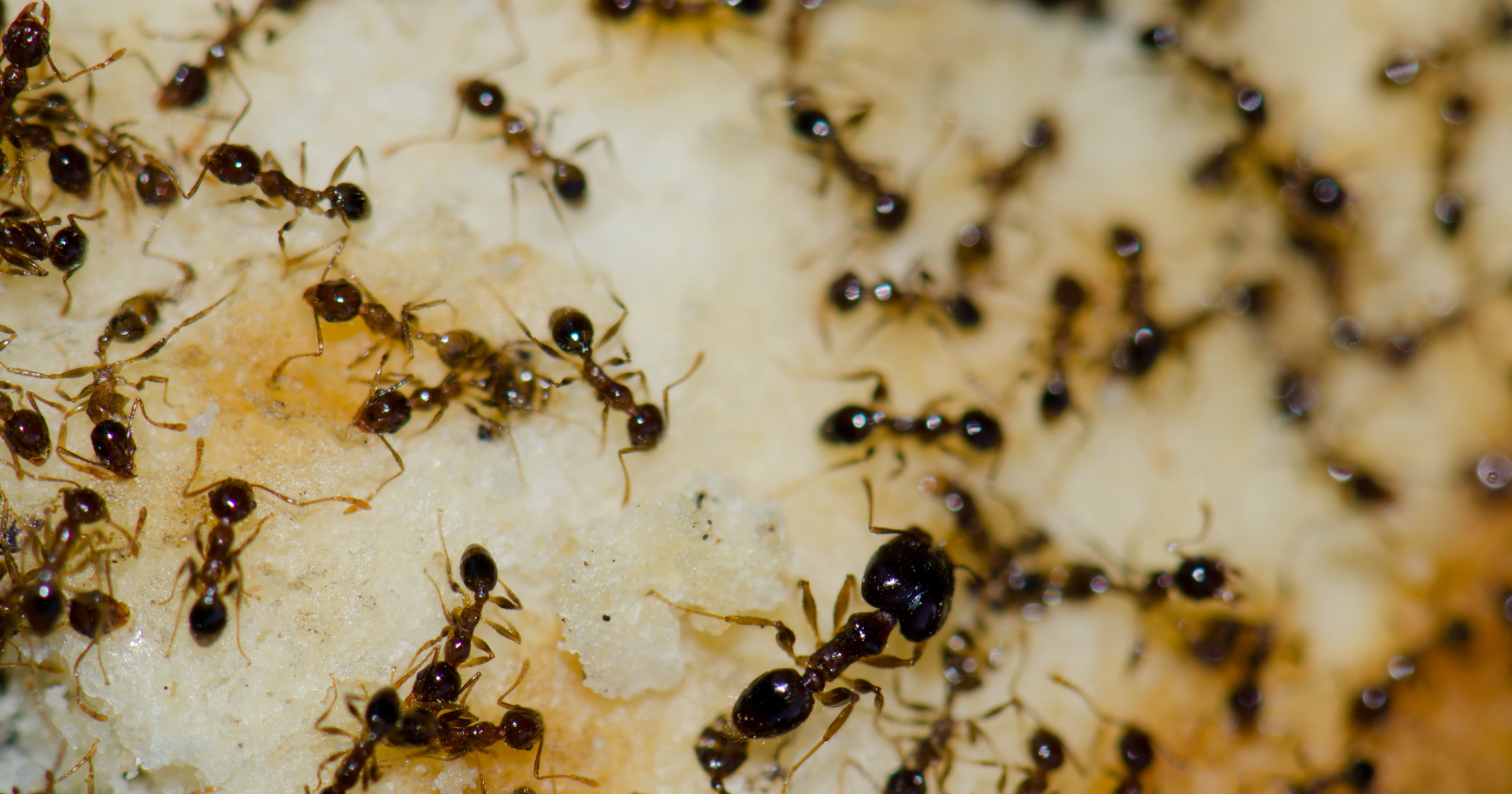 A single 'supercolony' of Argentine ants is thought to stretch some 6,000 km along the coasts of southern Europe, from Italy to Spain — billions of workers across millions of nests that treat one another as kin and refuse to fight, making it one of the largest cooperative societies on Earth, second only to our own