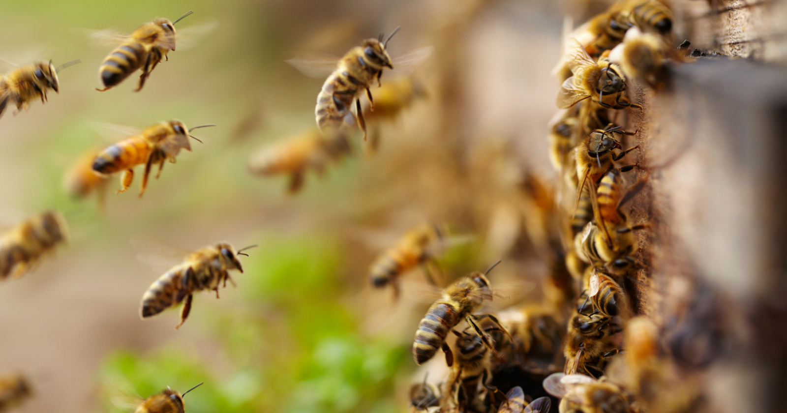 When a honeybee colony outgrows its hive it makes a genuinely democratic decision: scout bees fly out, inspect possible new homes, and 'campaign' for their favourite with waggle dances, lobbying harder for better sites — and only once enough scouts have converged on the same spot does the whole swarm lift off together, almost always choosing well